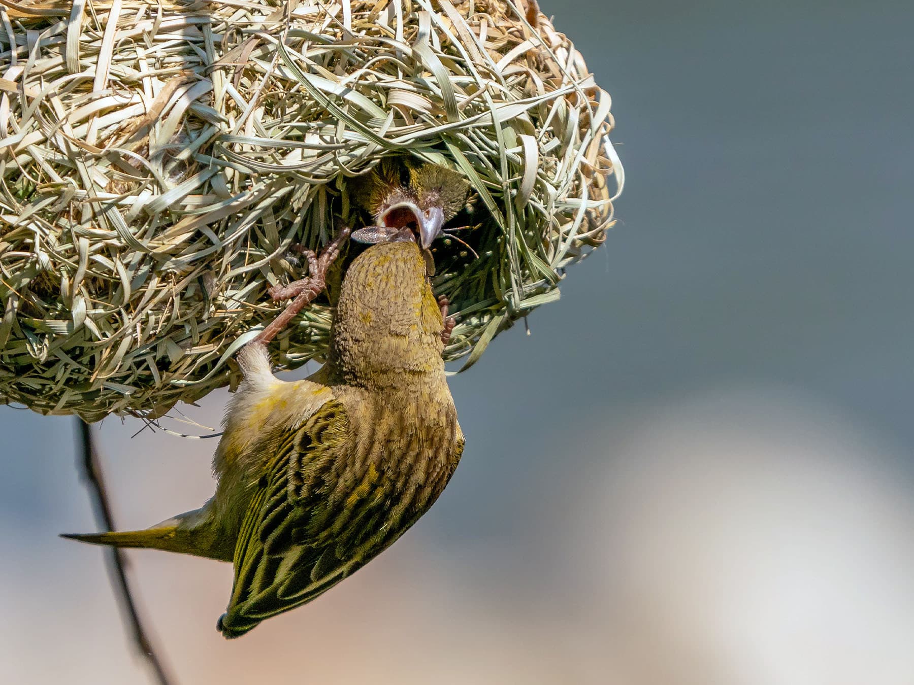 Female Southern Masked-Weaver feeding young at nest
