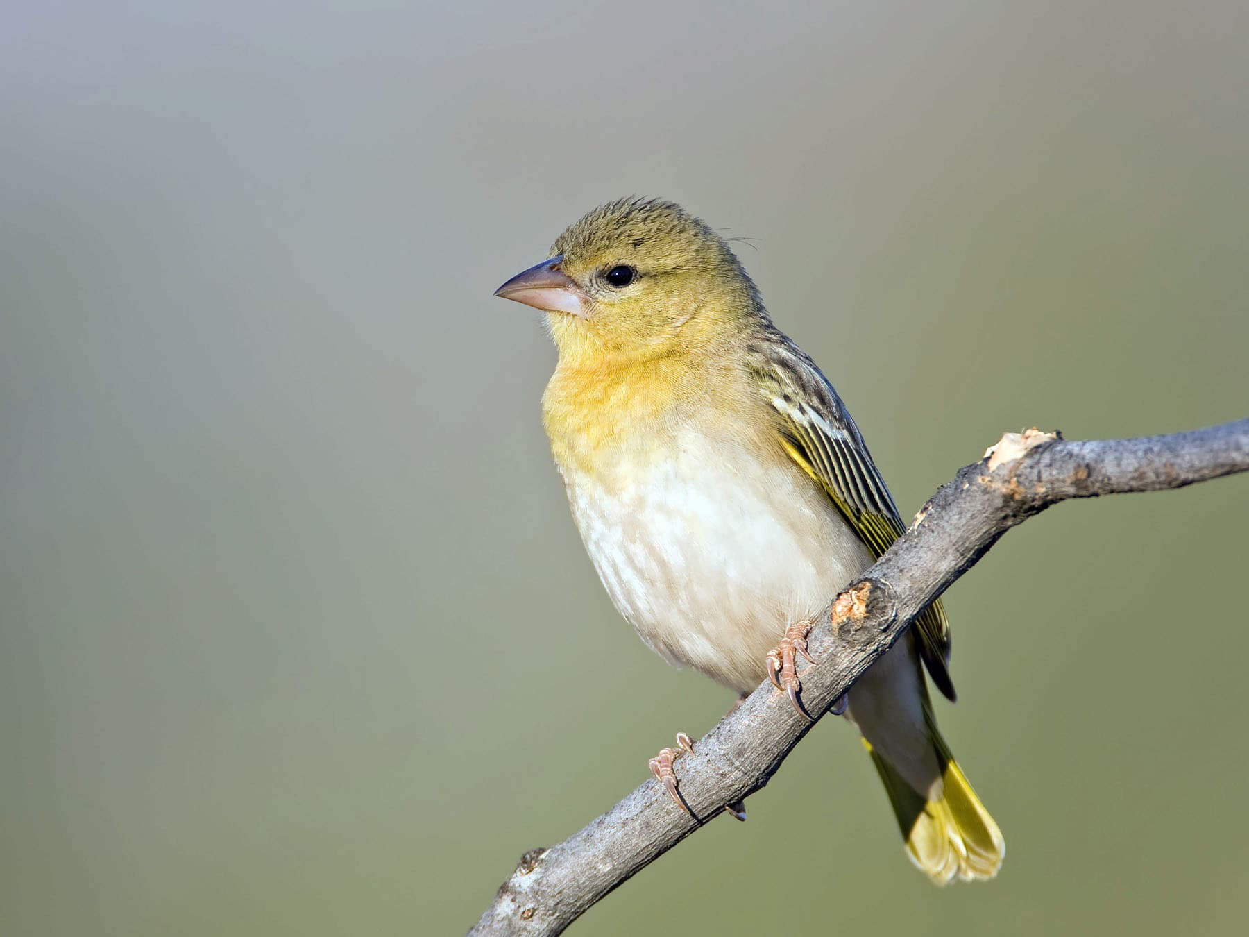 Female Southern Masked-Weaver