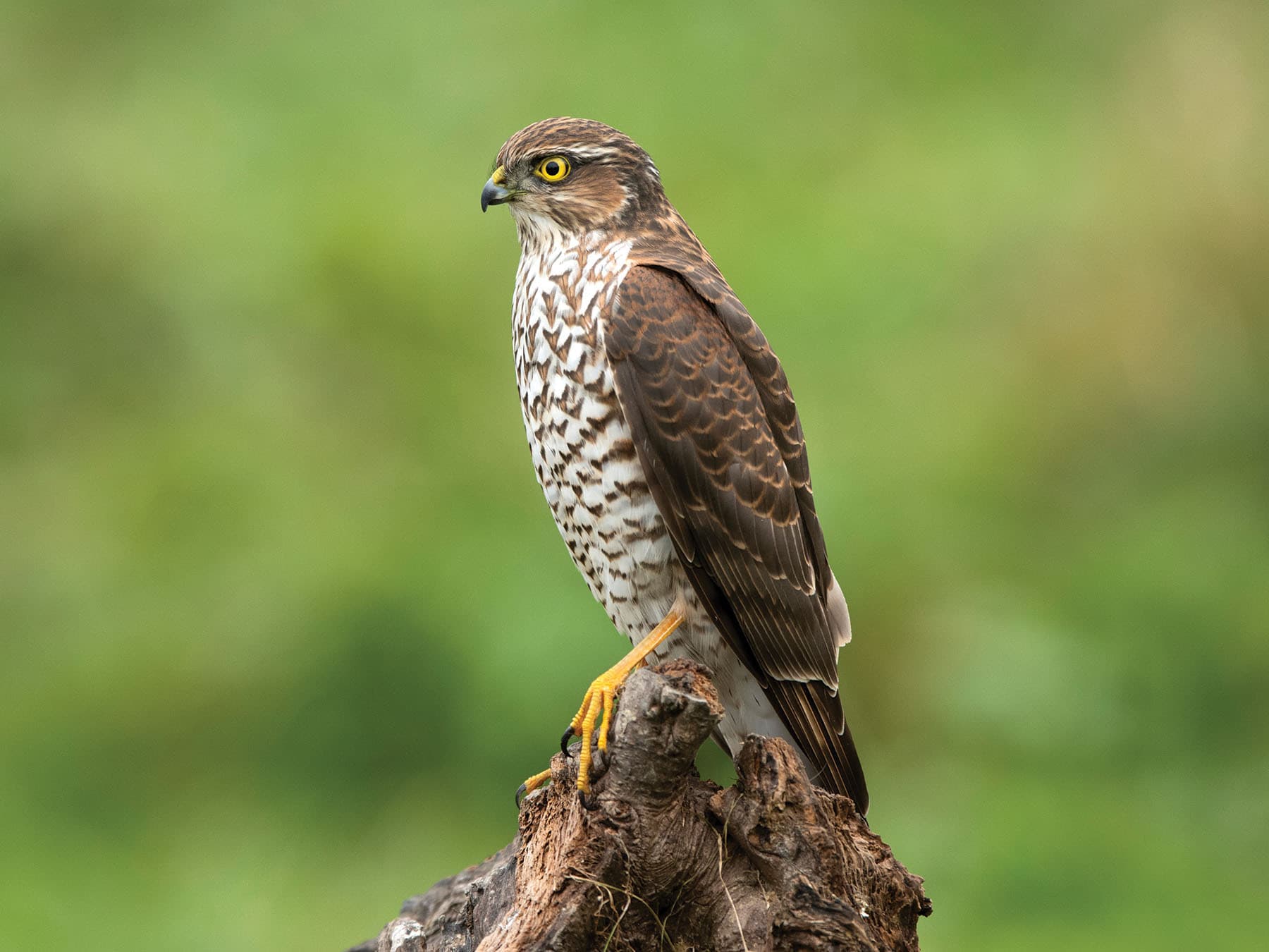 Female Sparrowhawk