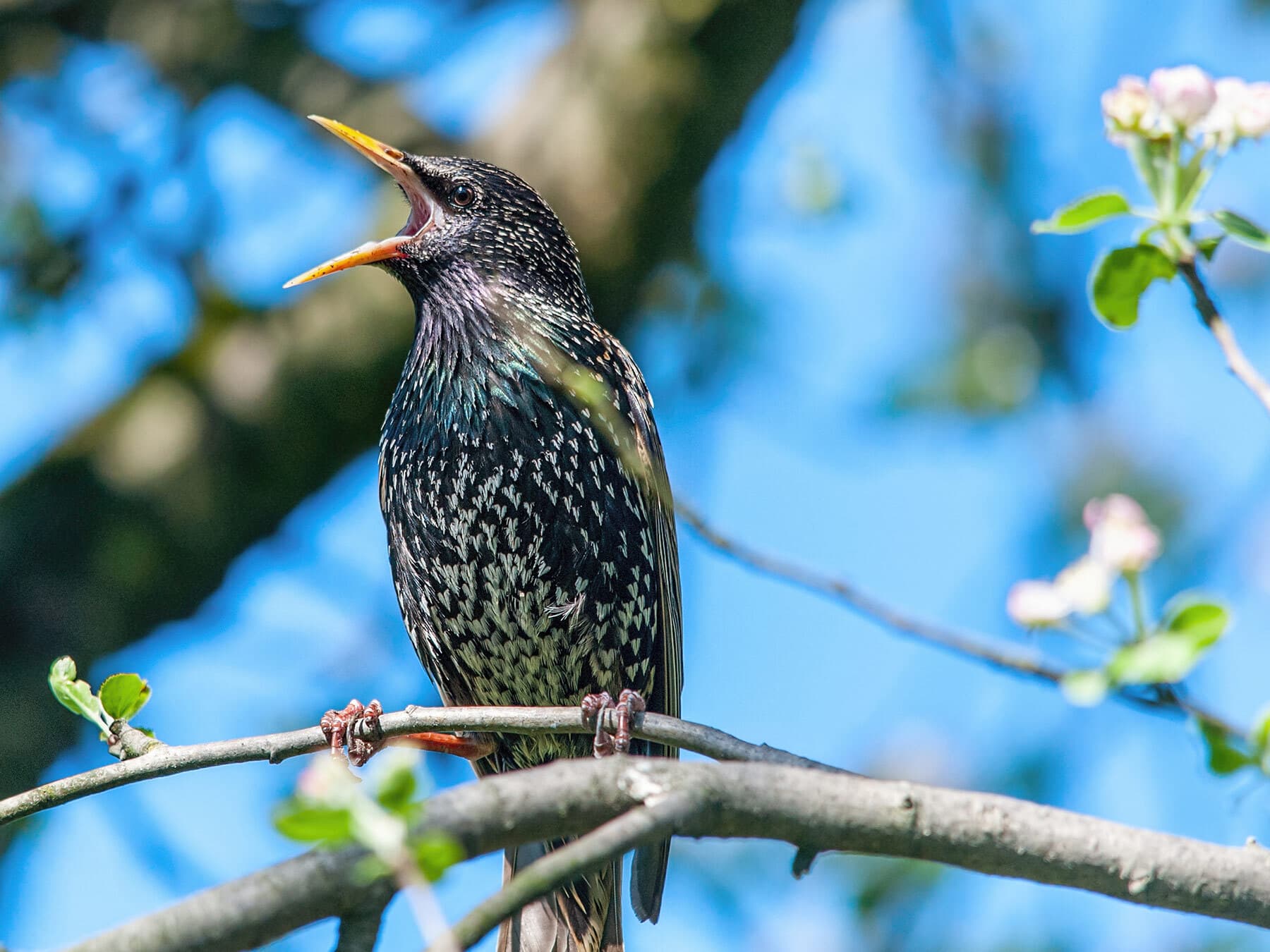 Female starling