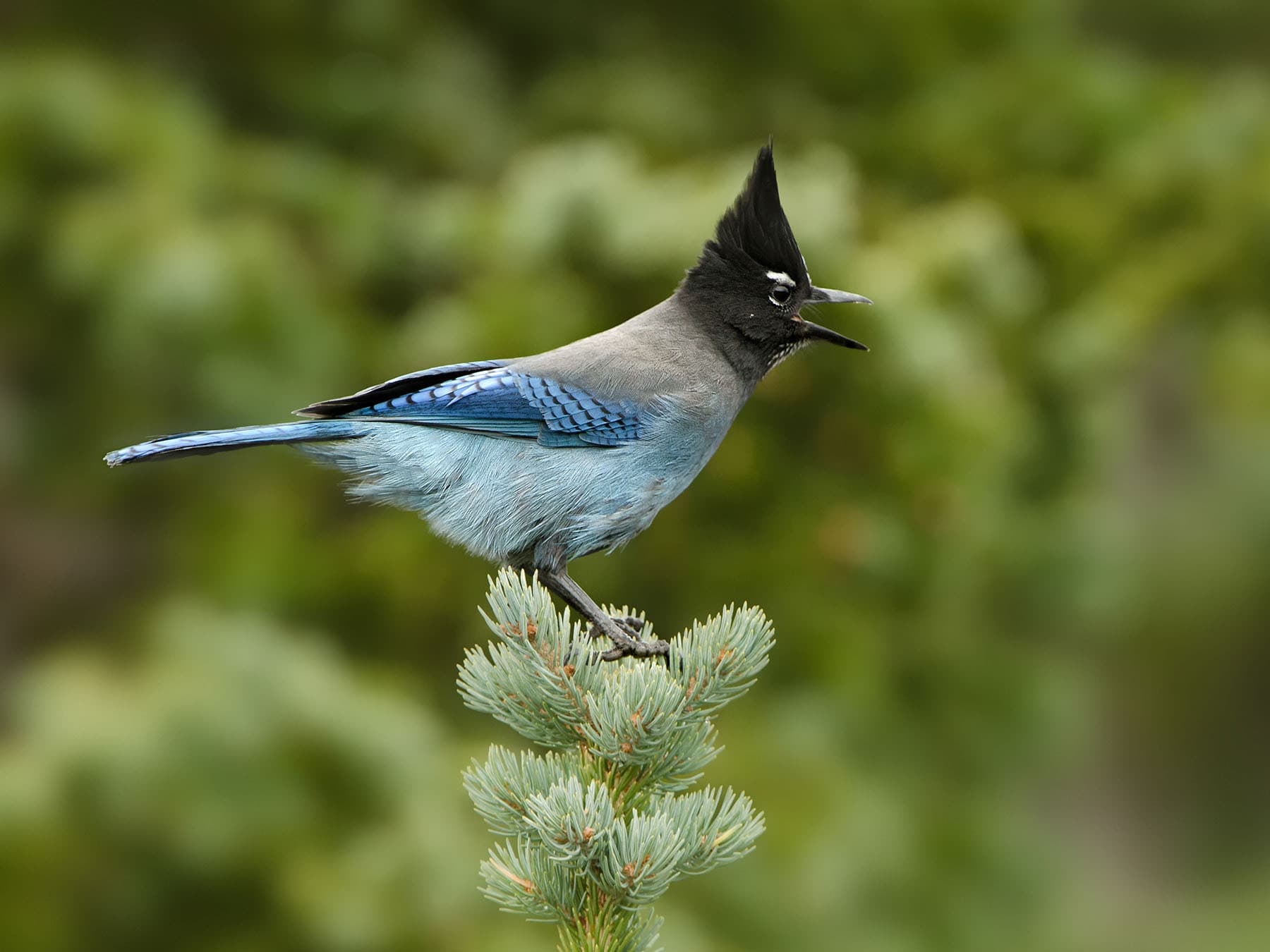 Female Steller's Jays (Male vs Female Identification Guide)