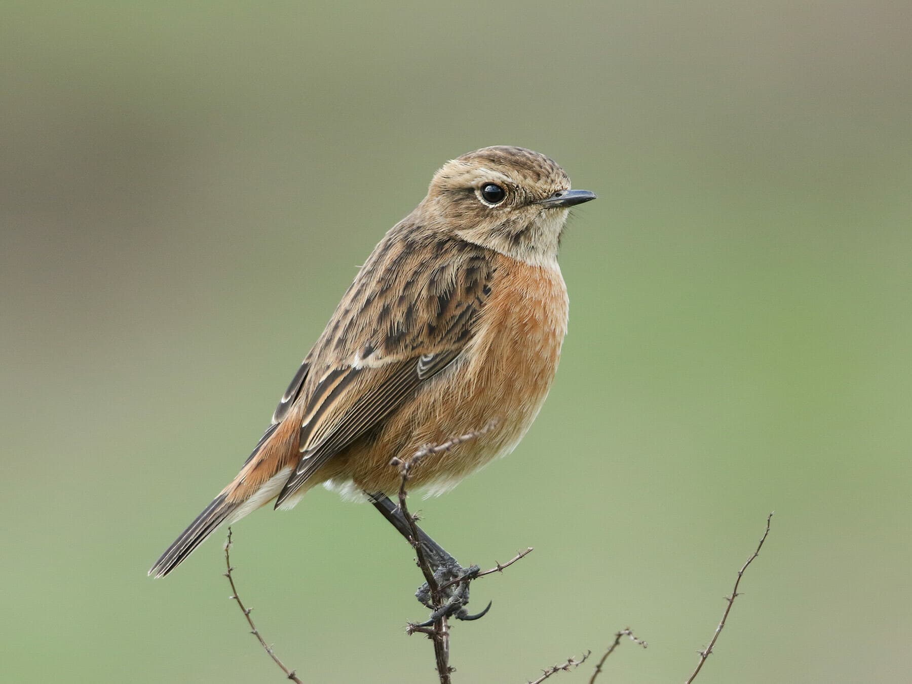 Female Stonechat