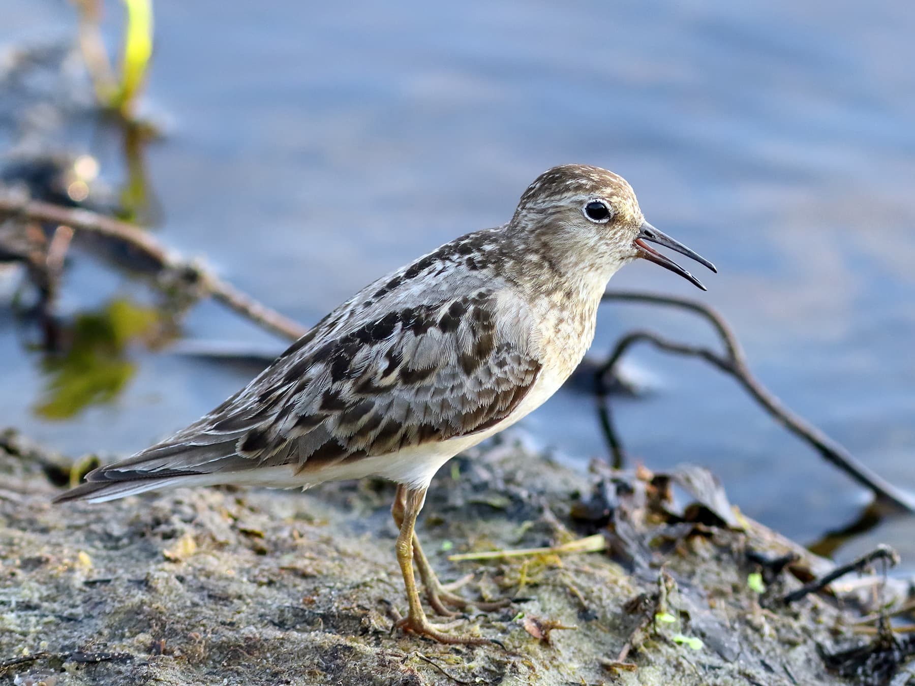 Female Temminck's Stint