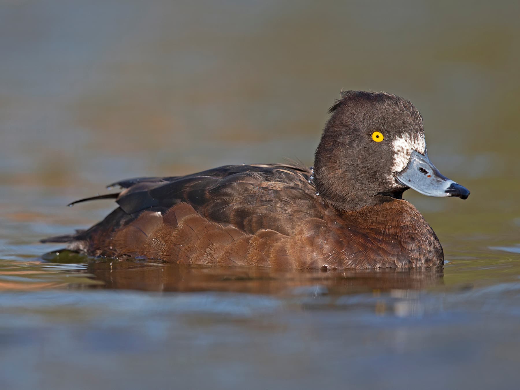Female Tufted Duck