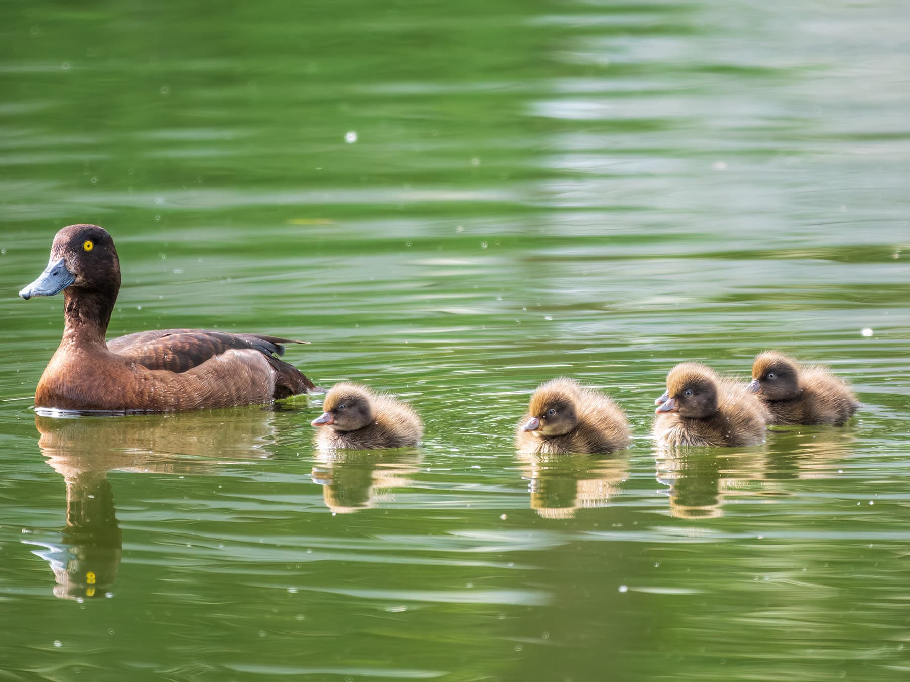 Female Tufted Duck swimming with her young