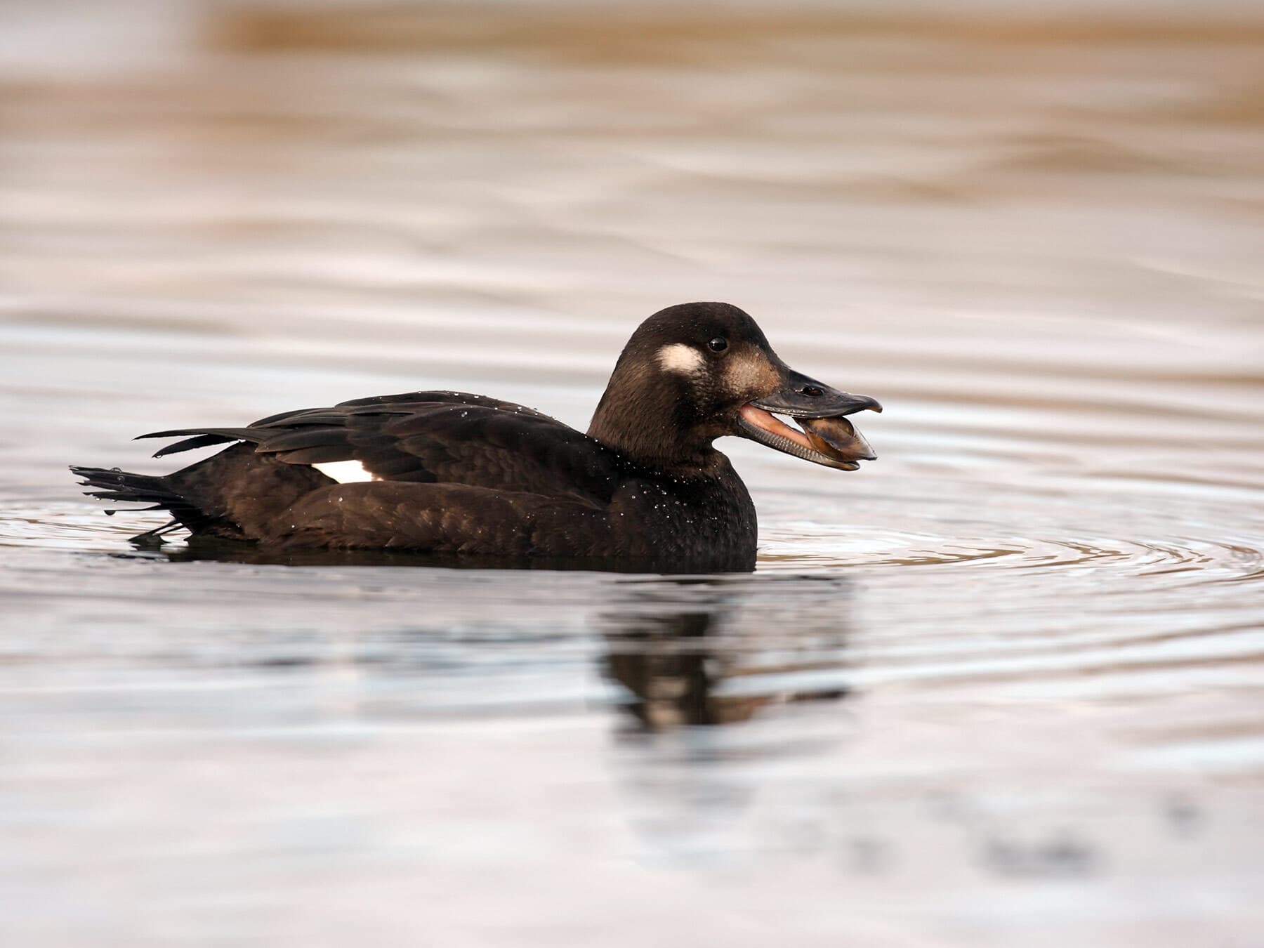 Female Velvet Scoter