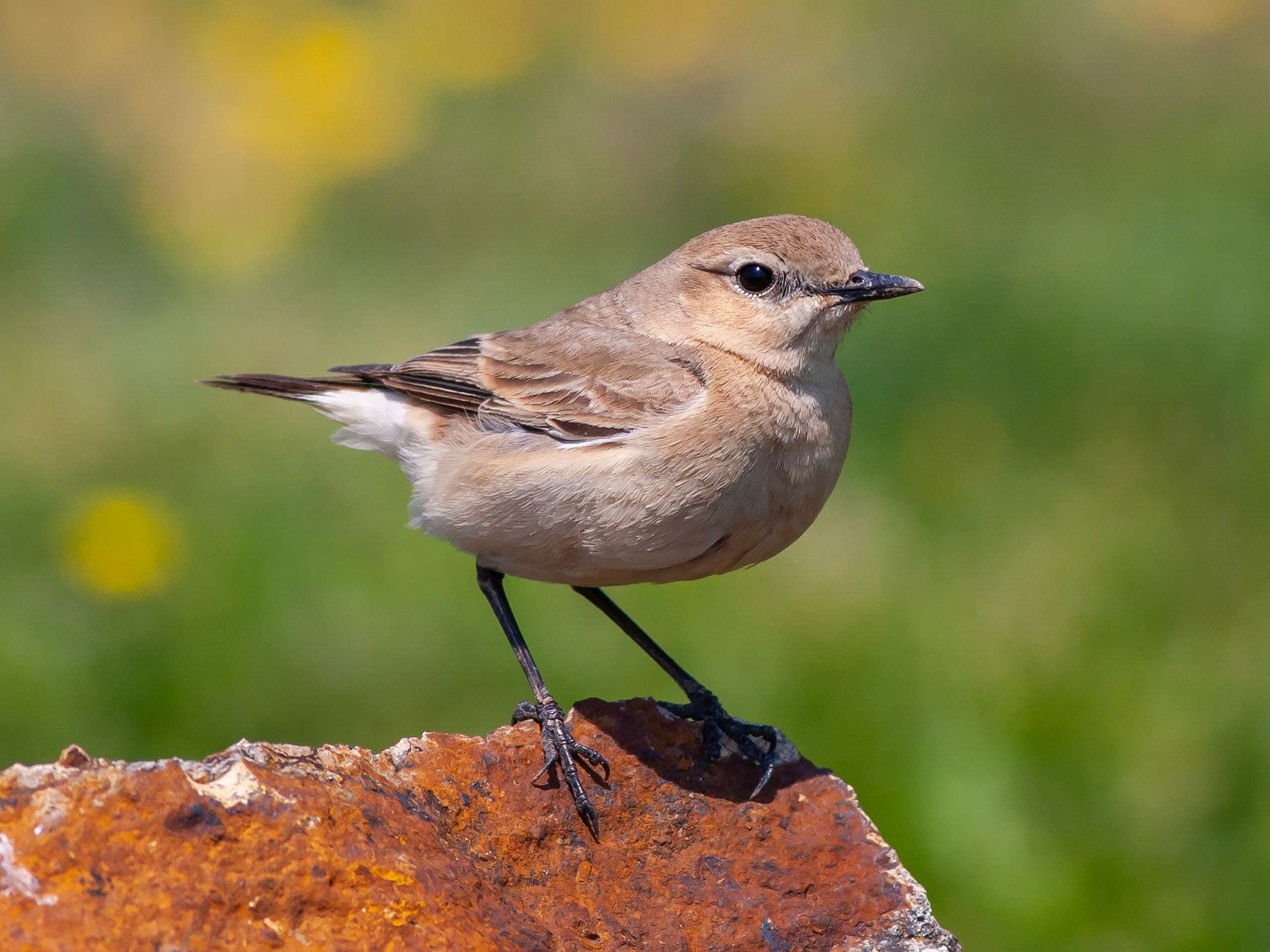 Female Wheatear