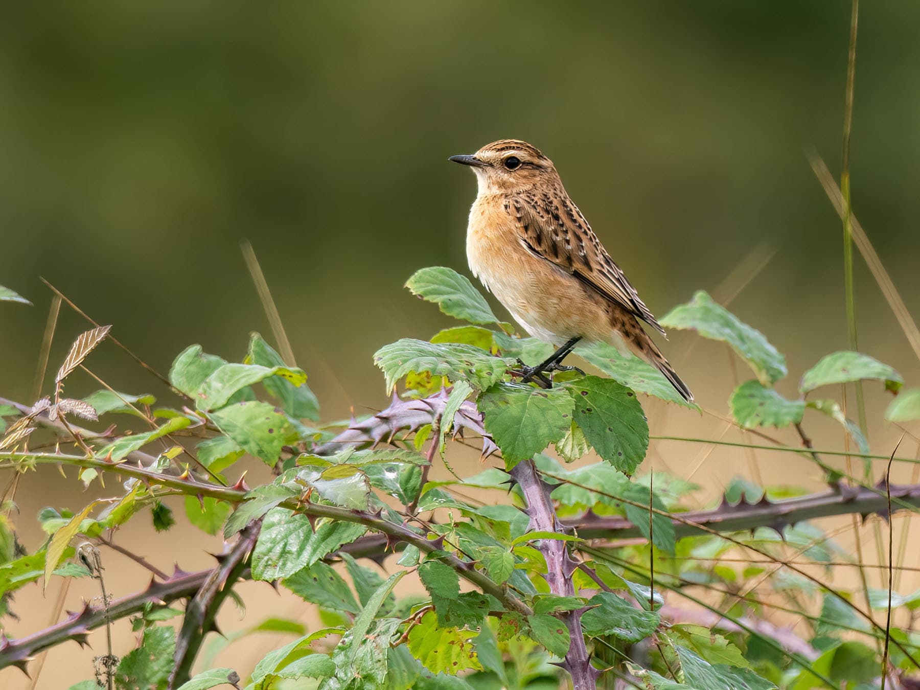 Close up of a female Whinchat, perched on a wild rose in September