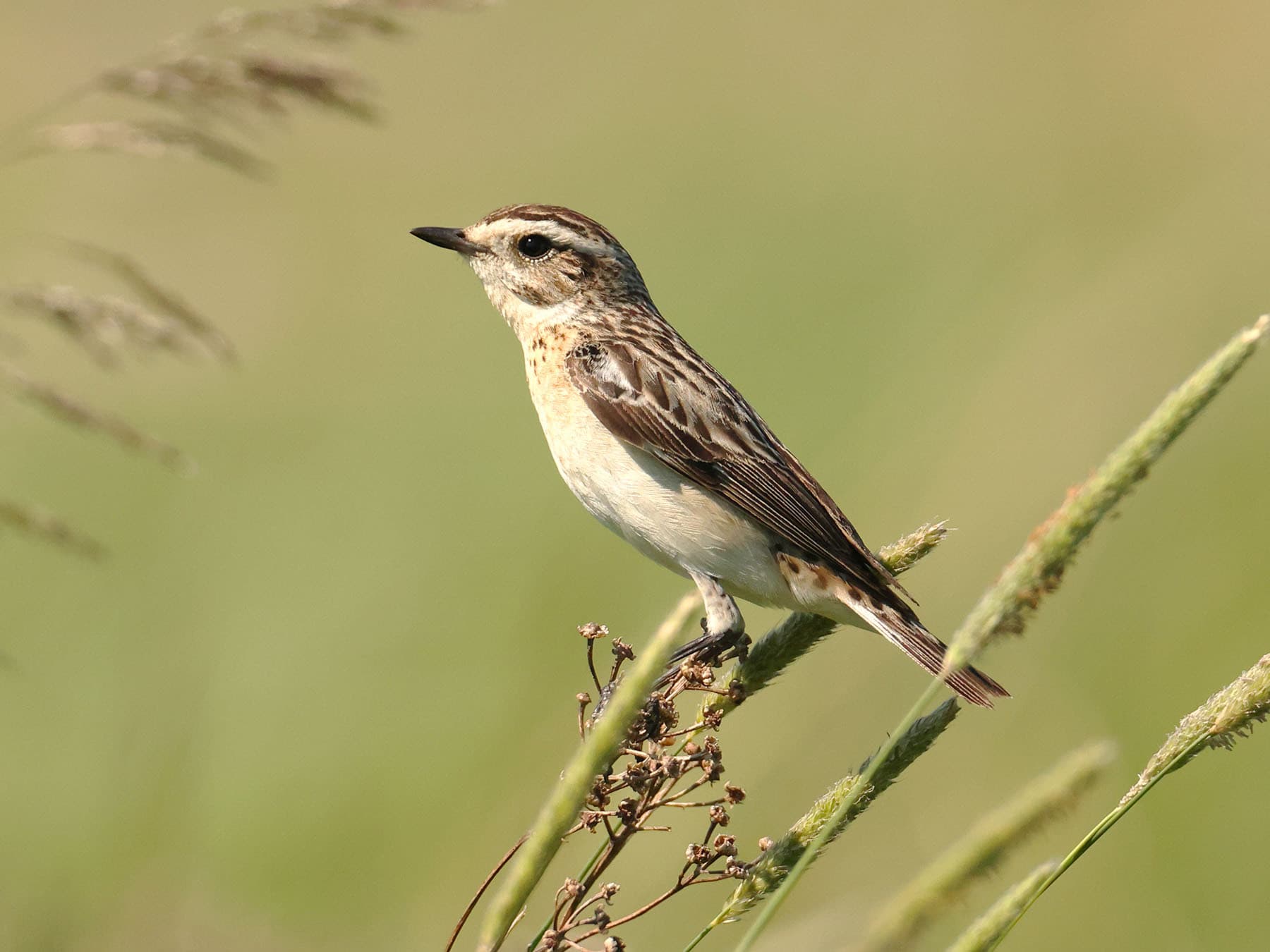 Female Whinchat