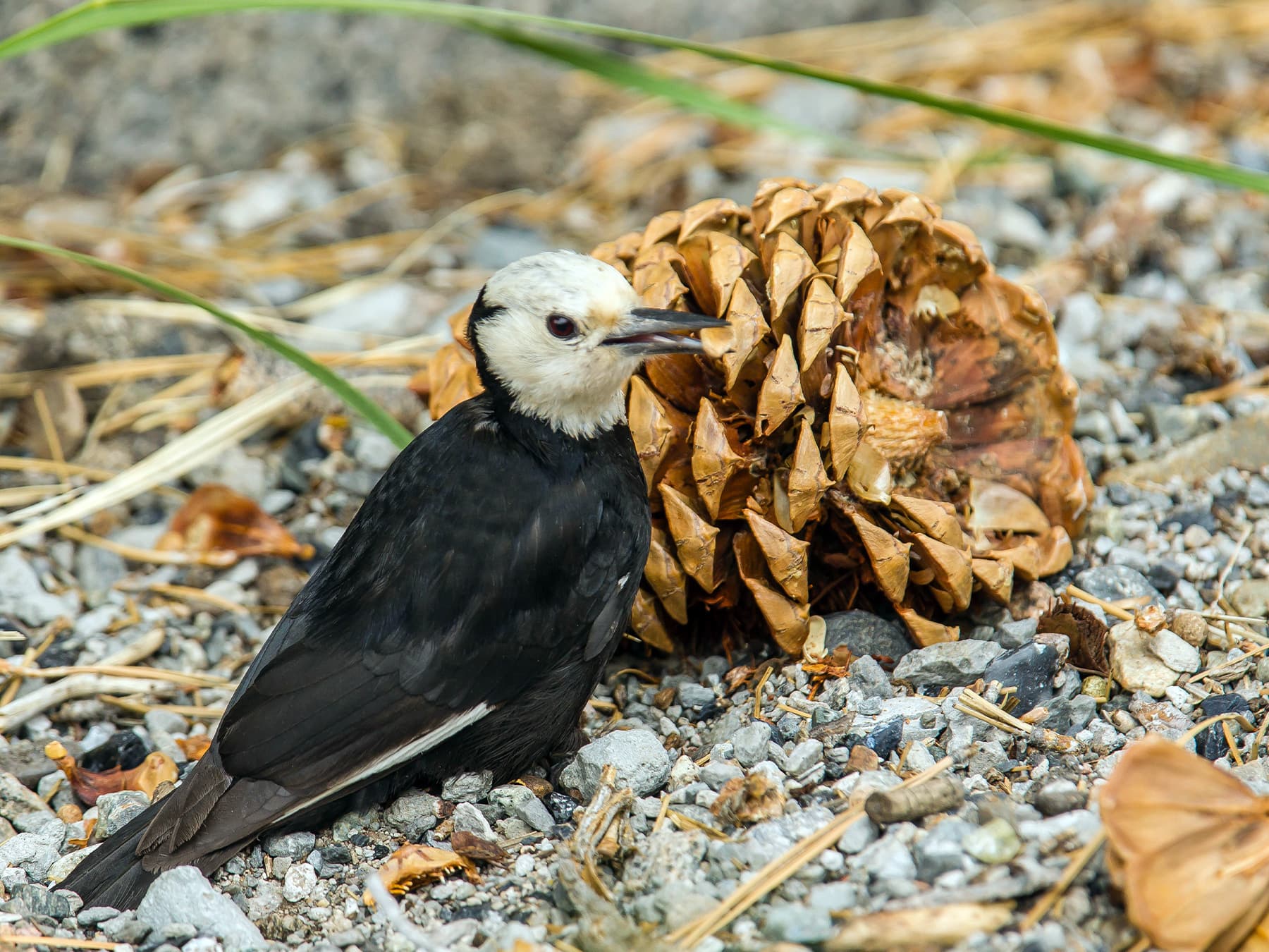 Female White-headed Woodpecker feeding on the forest ground