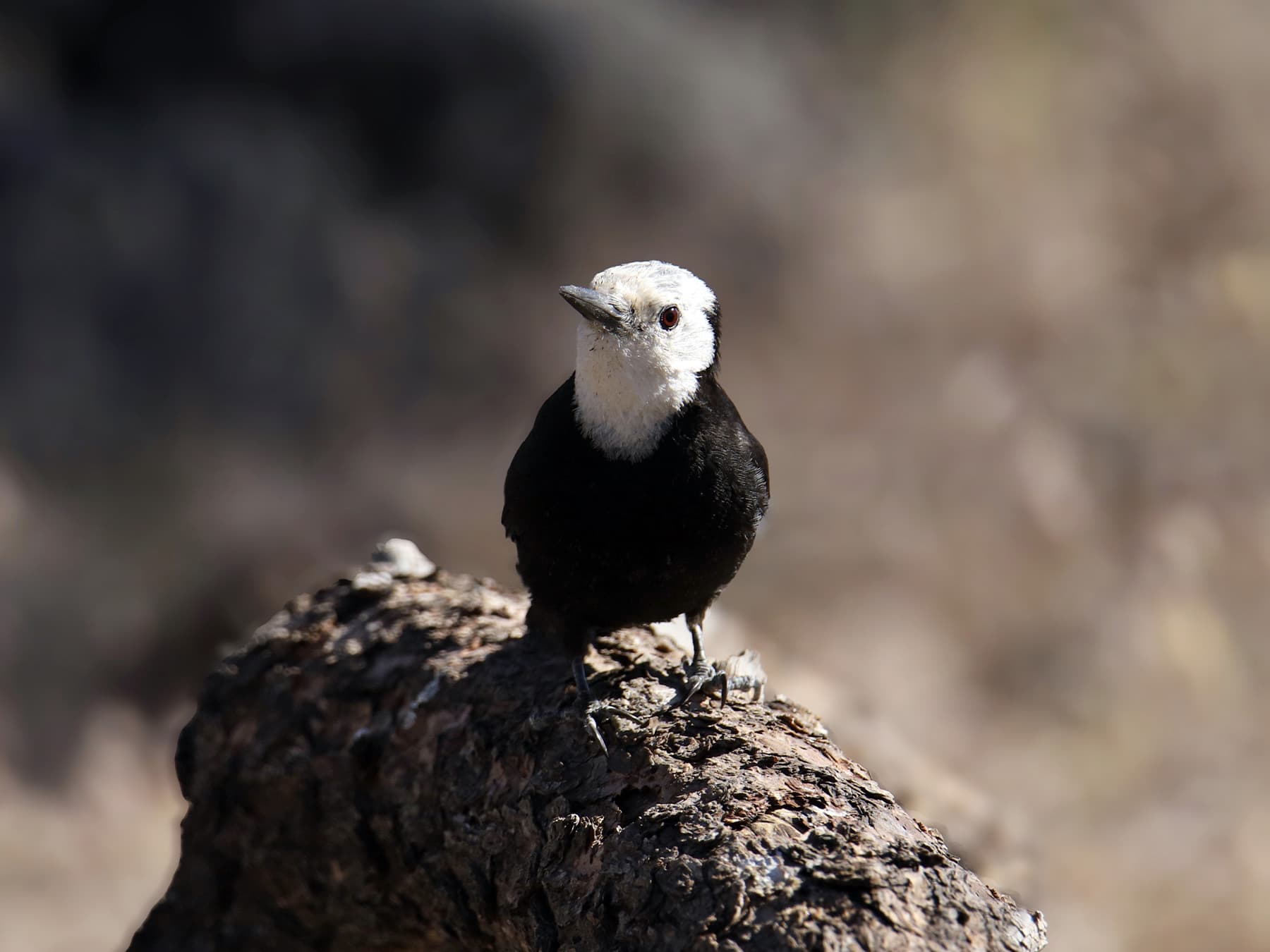 Female White-headed Woodpecker resting on a log