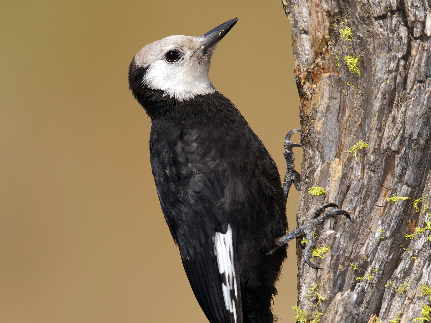 Female White-headed Woodpecker on a tree trunk