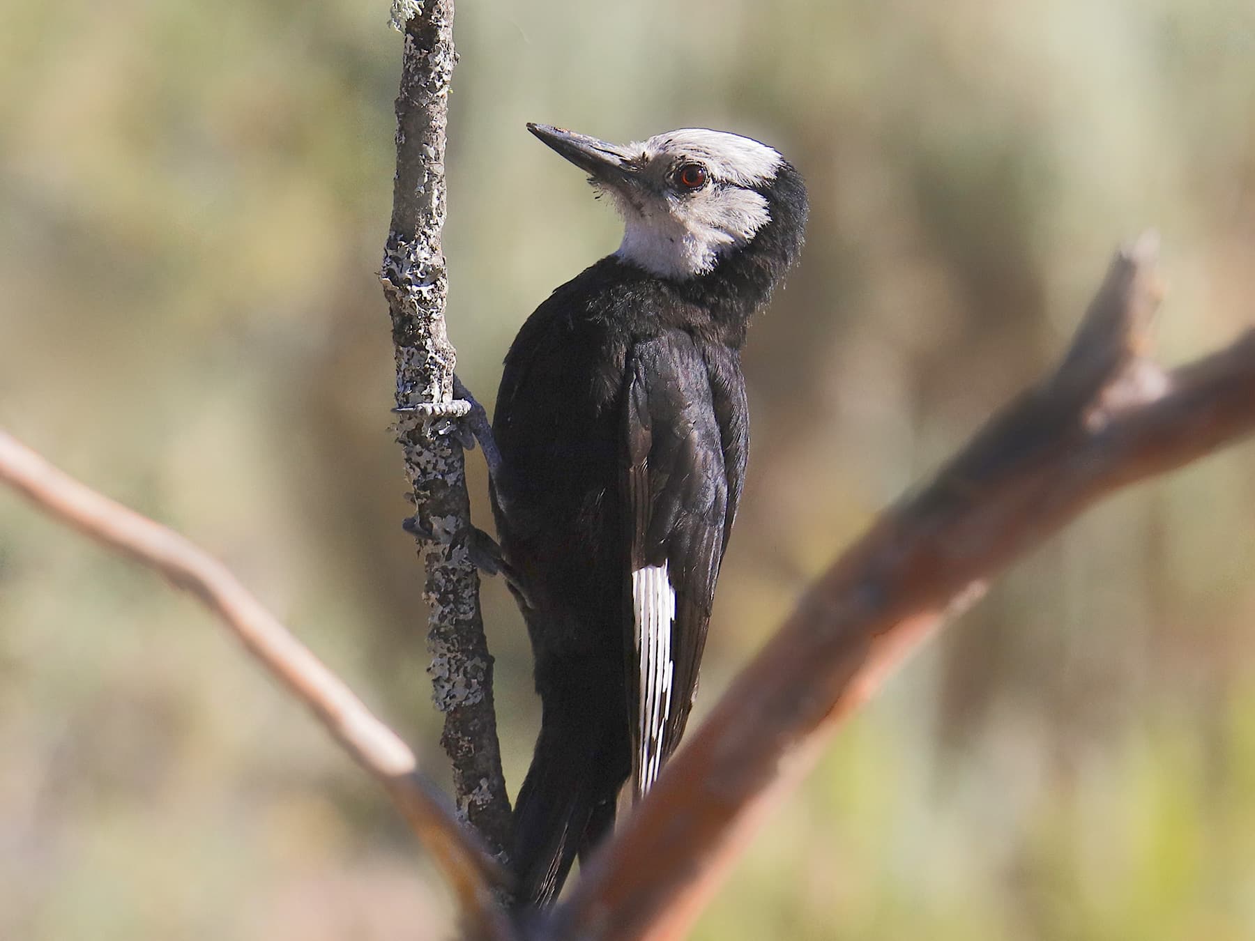 White-headed Woodpecker Female