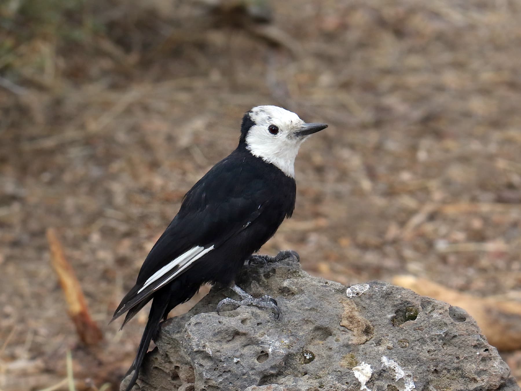 Female White-headed Woodpecker perched on top of a rock