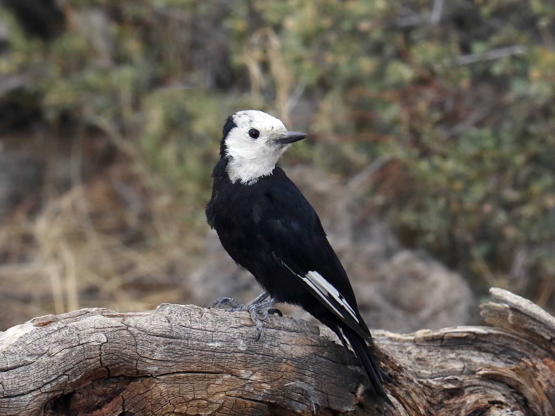 Female White-headed Woodpecker