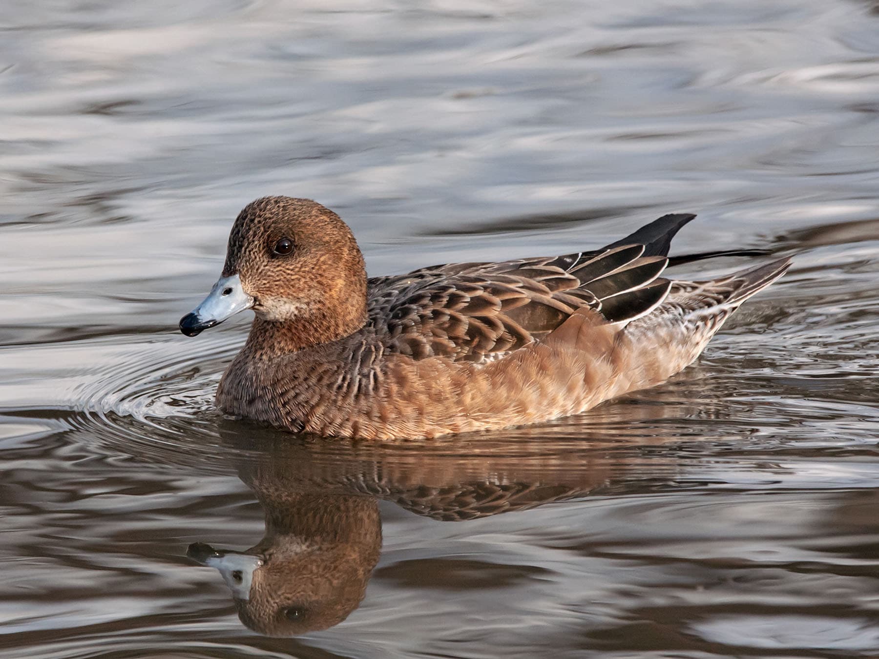 Female Wigeon