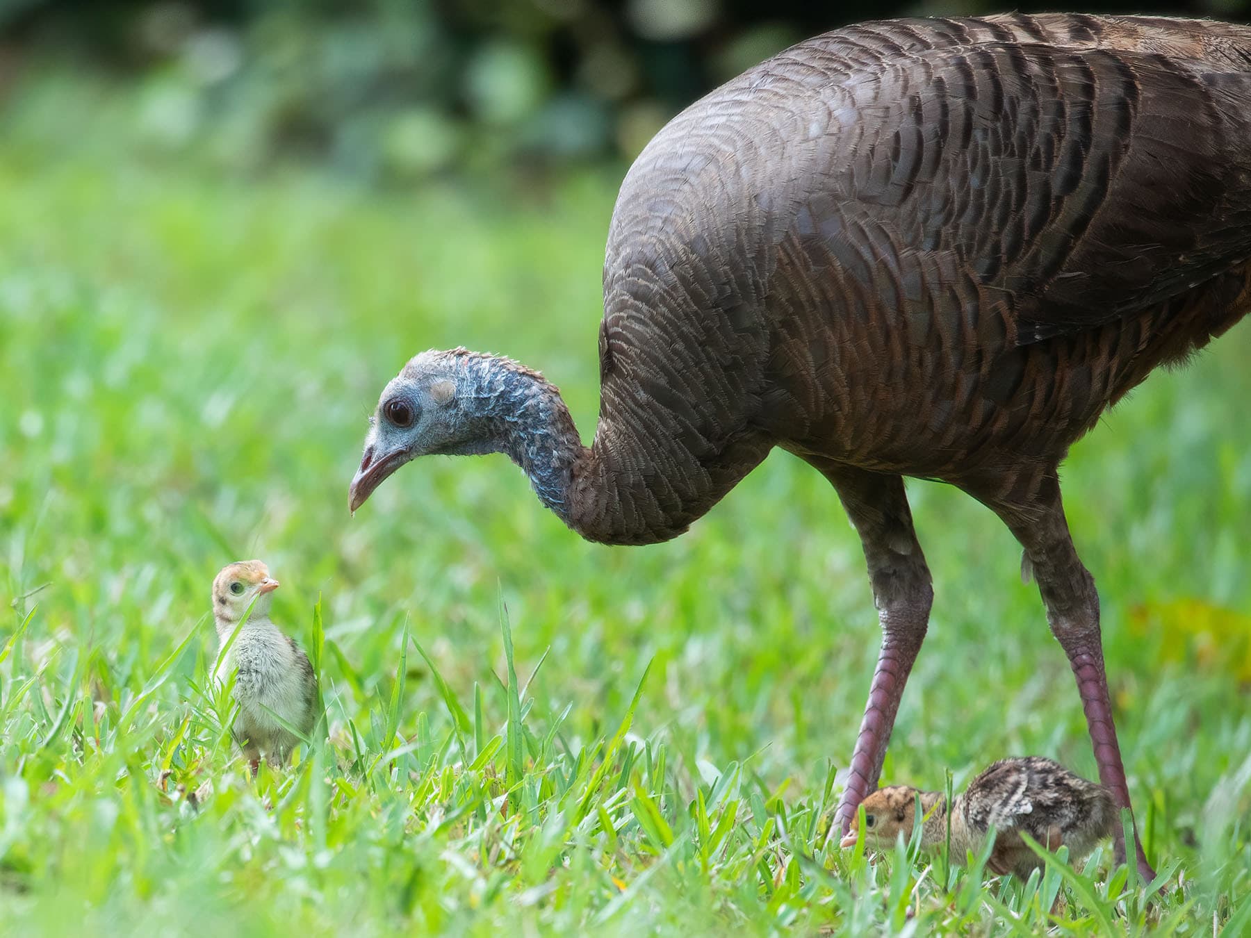 Female wild turkey with chicks