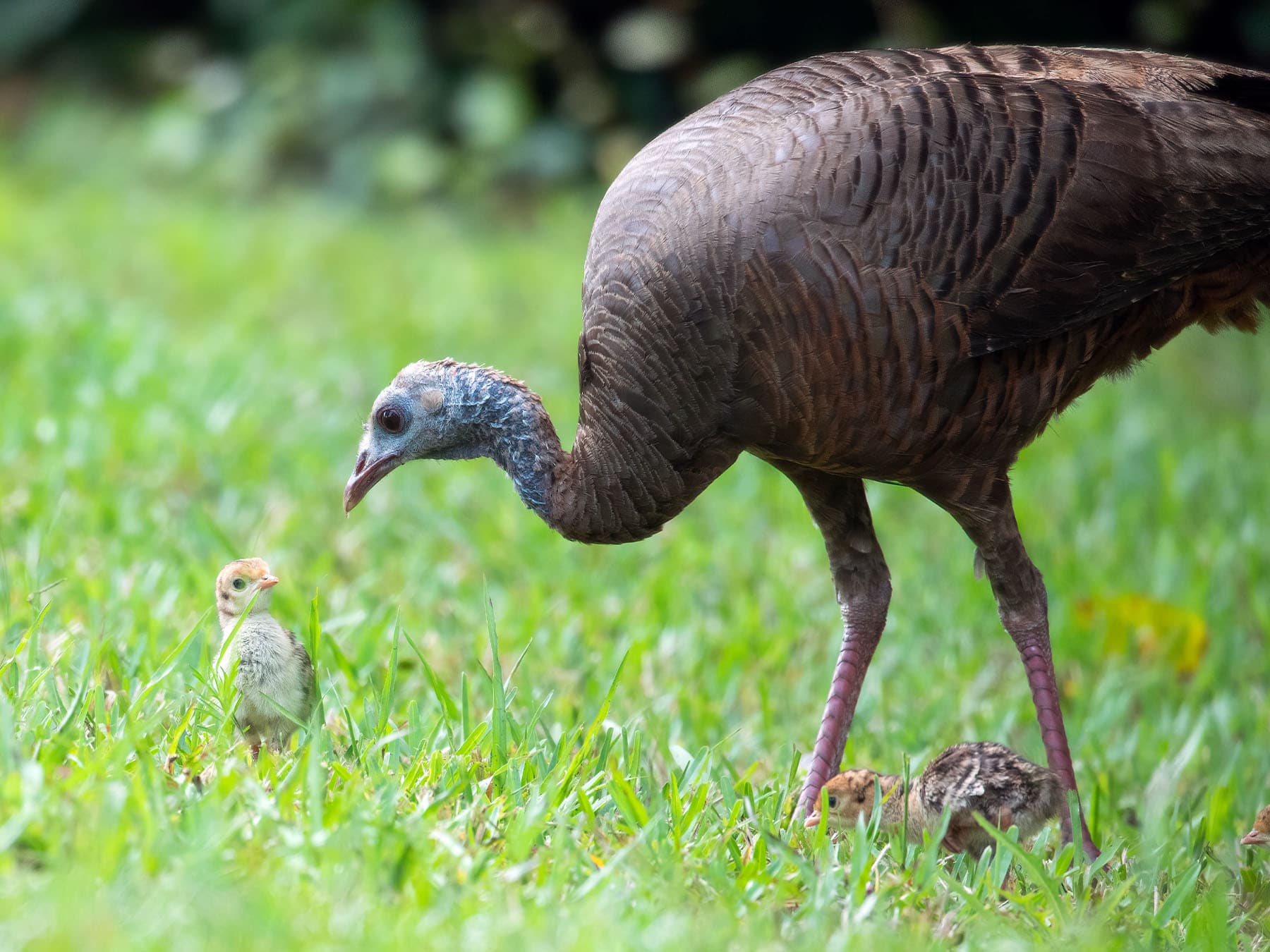 Female Wild Turkey with two of her chicks