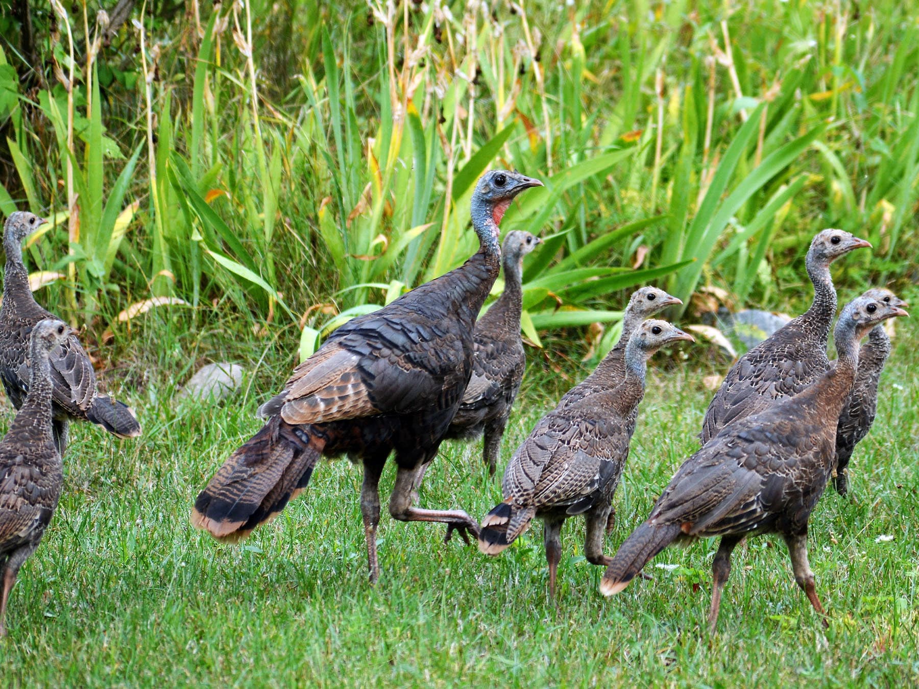 Female Wild Turkey with her poults in natural habitat