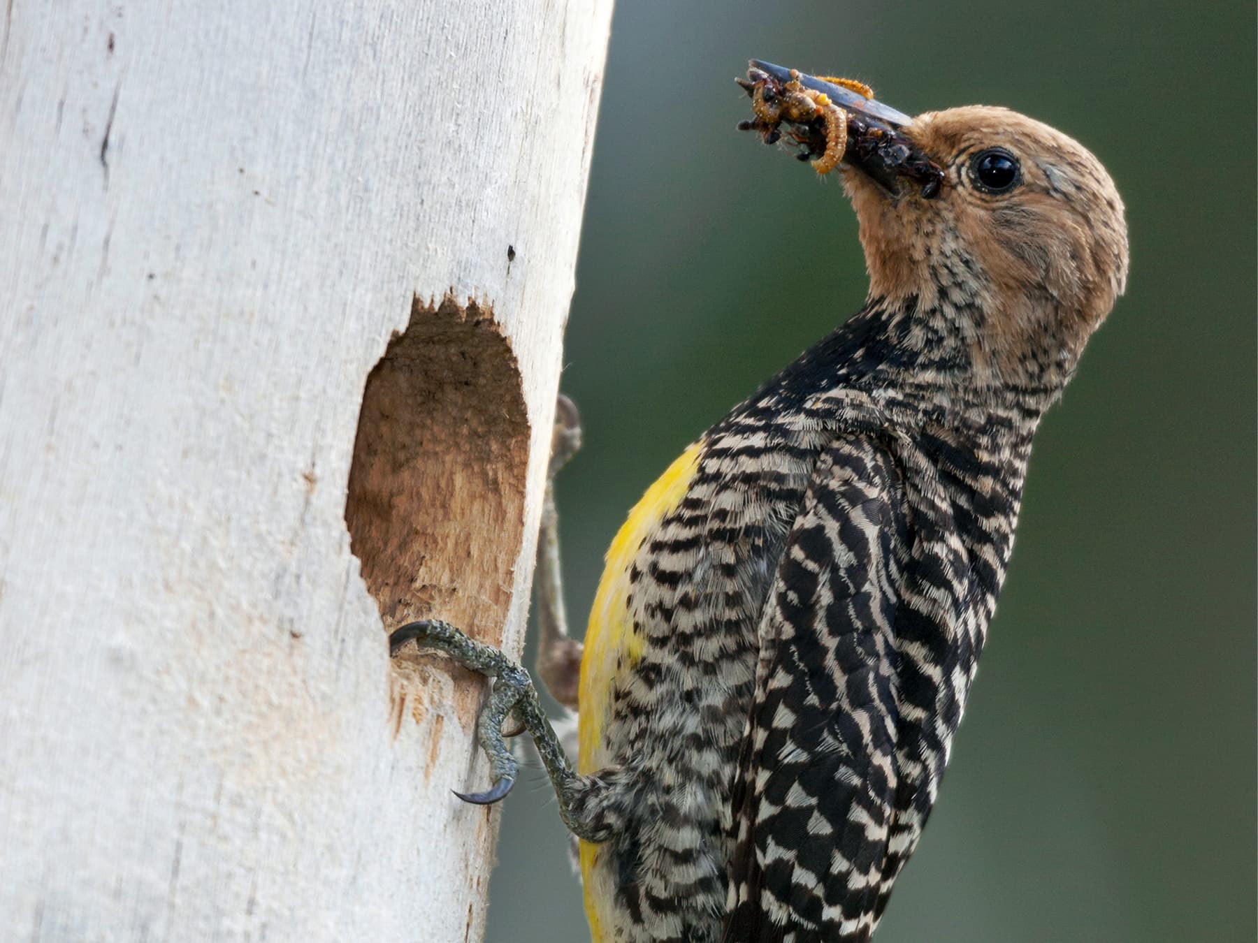 Female Williamson's Sapsucker with her beak full of insects to feed her young