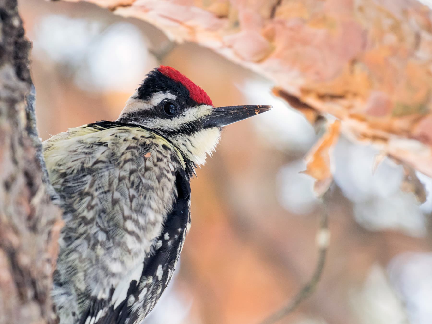 Female Yellow-bellied Sapsucker feeding on sap