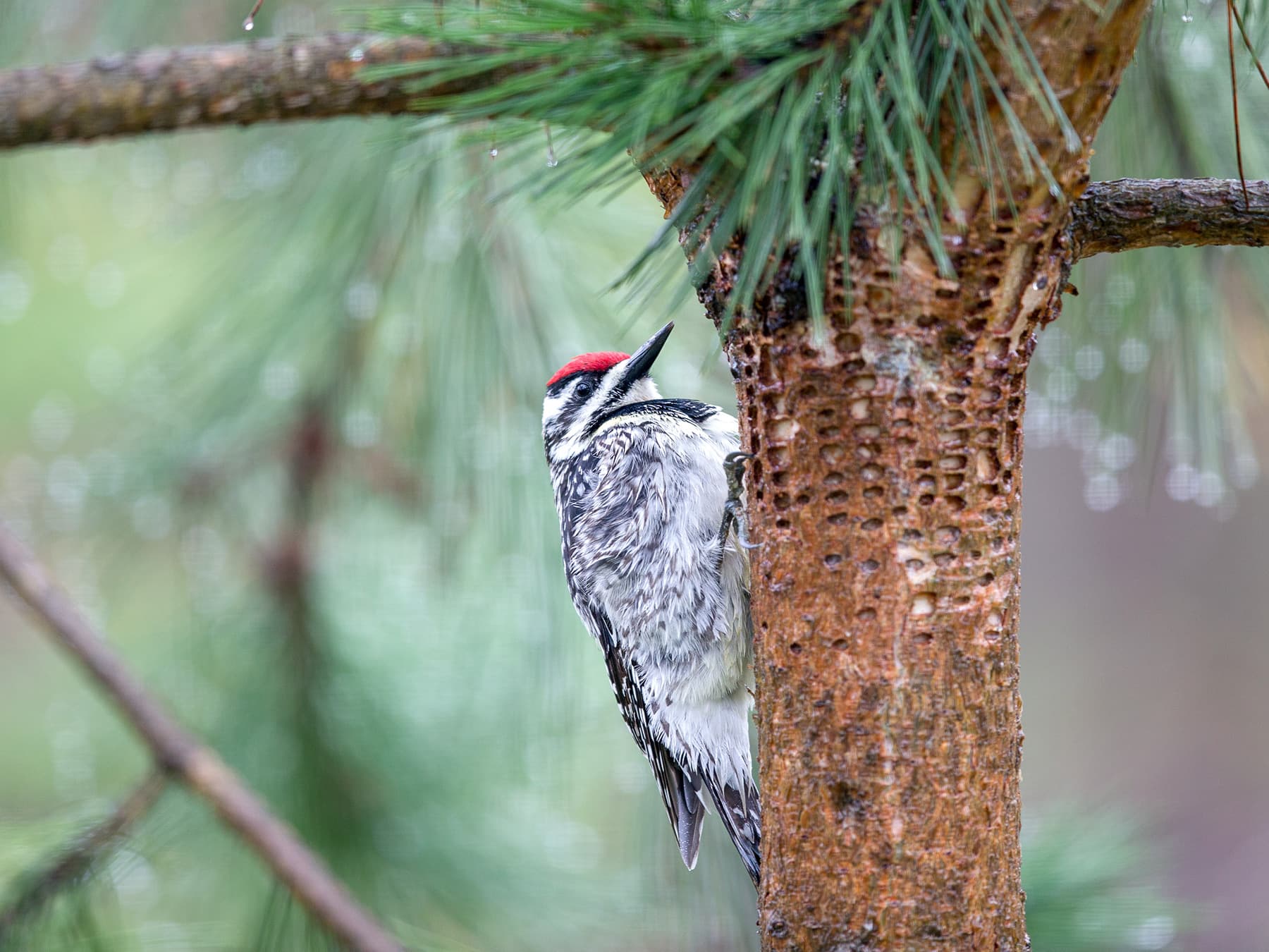 Female Yellow-bellied Sapsucker in the forest
