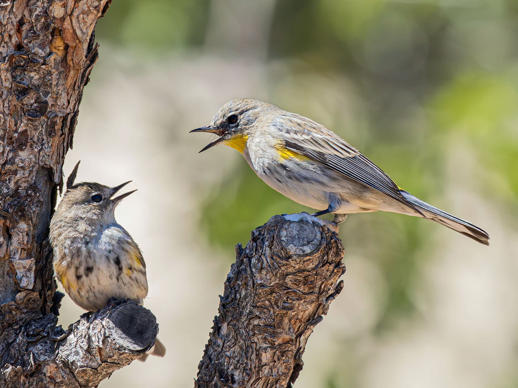 Yellow-rumped Warbler with fledgling
