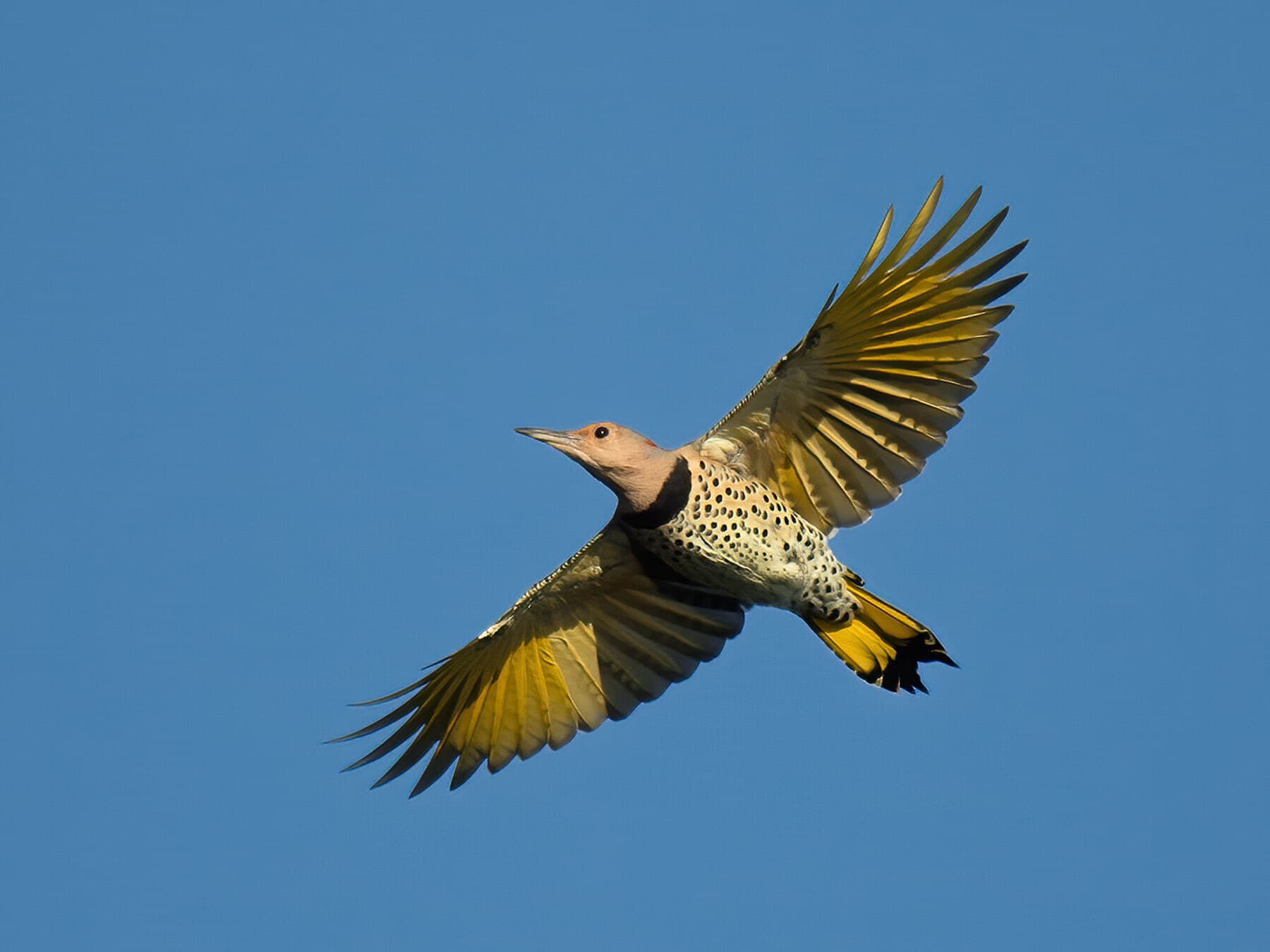 Female yellow shafted northern flicker