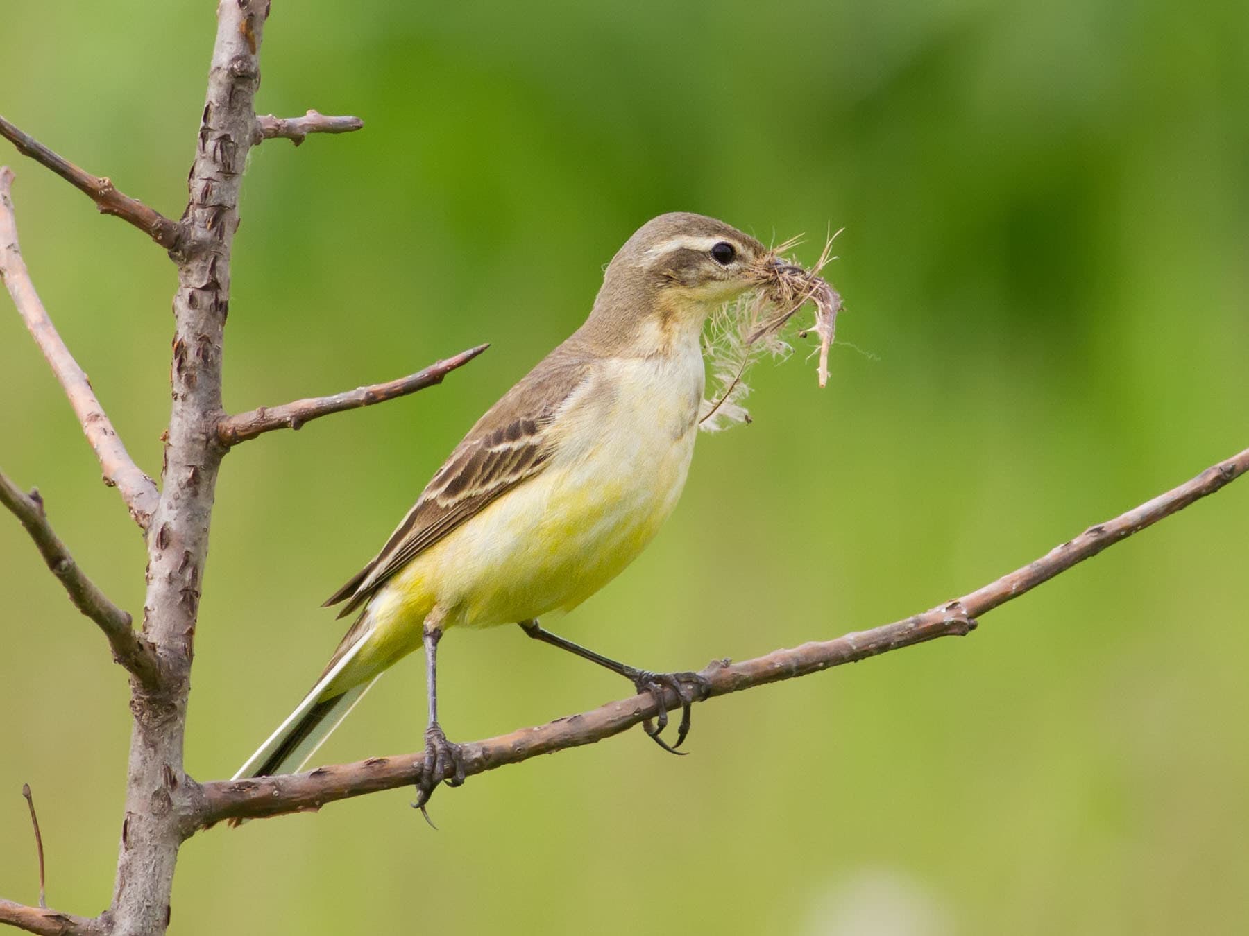 Female Yellow Wagtail