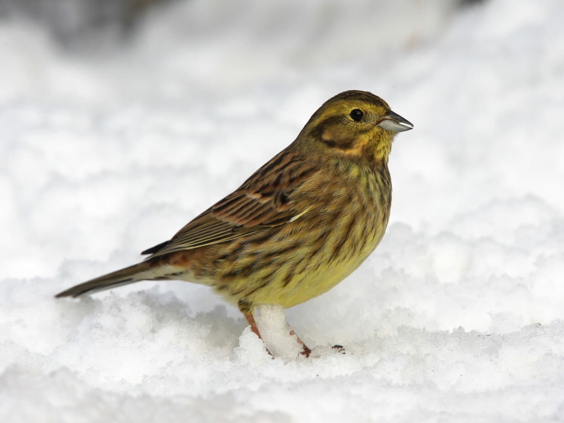 Female Yellowhammer
