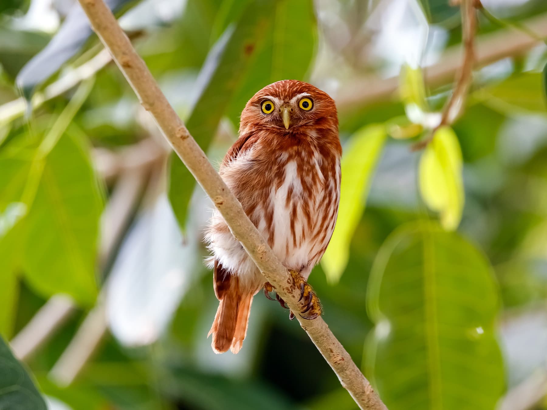Ferruginous Pygmy-Owl perching in the forest