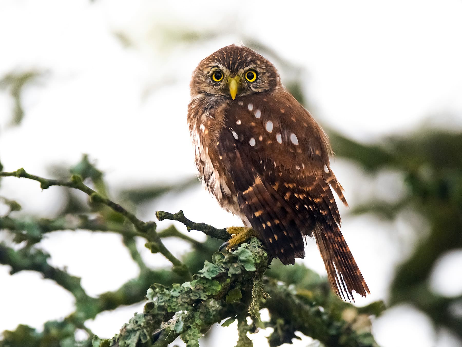Ferruginous Pygmy-Owl in forest habitat