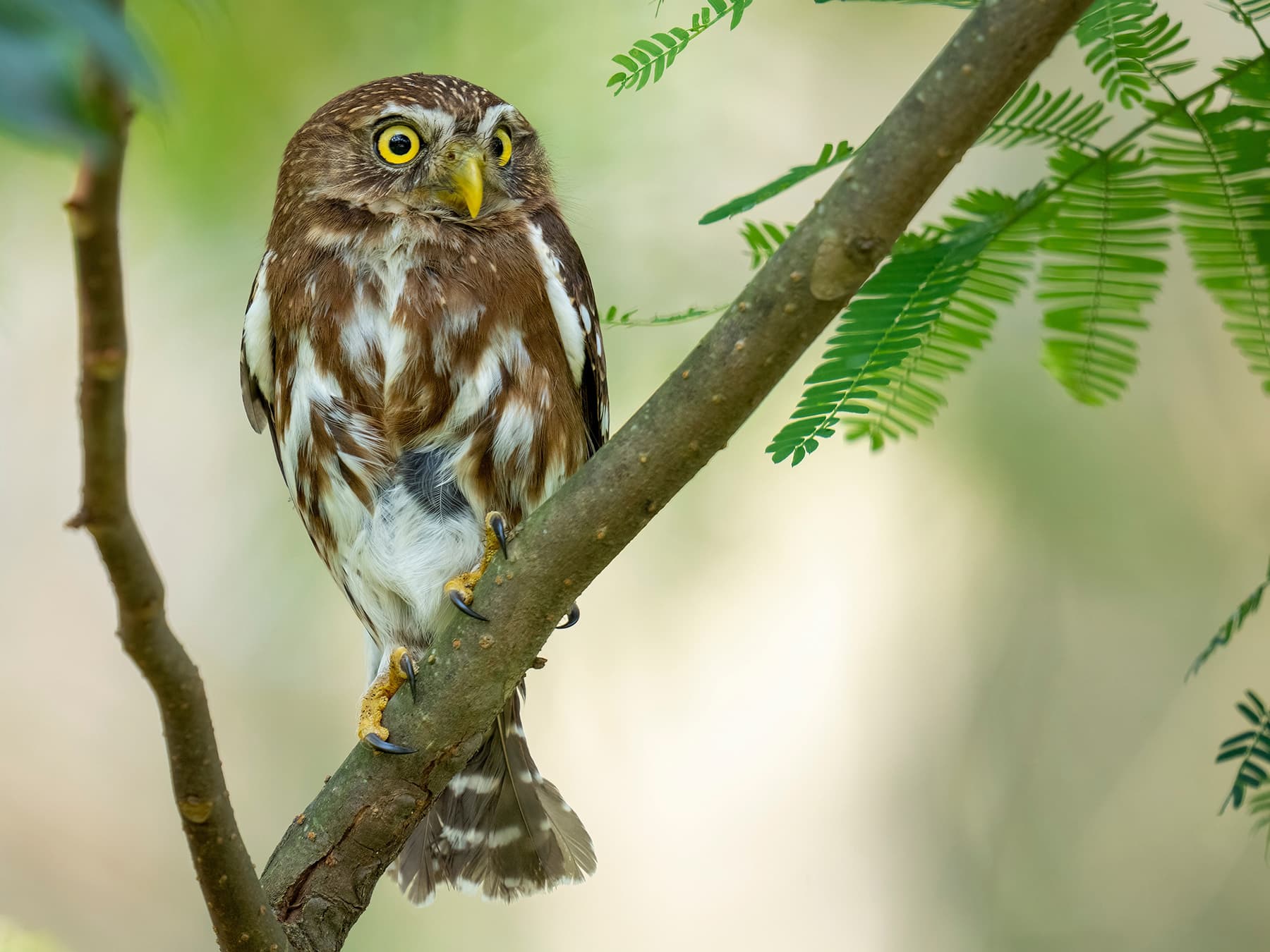 Ferruginous Pygmy-Owl in natural woodland habitat