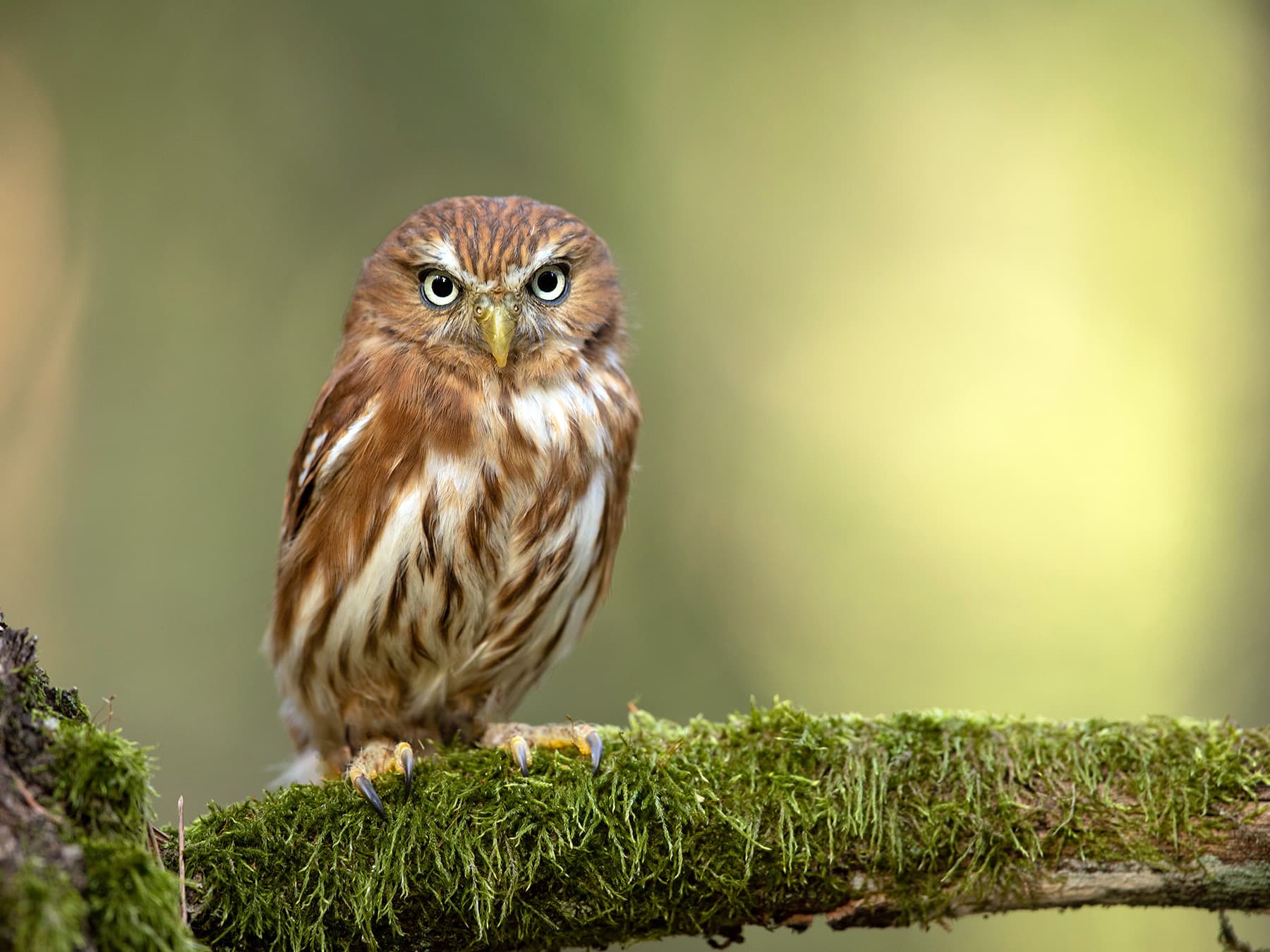 Ferruginous Pygmy-Owl perching on a moss-covered branch