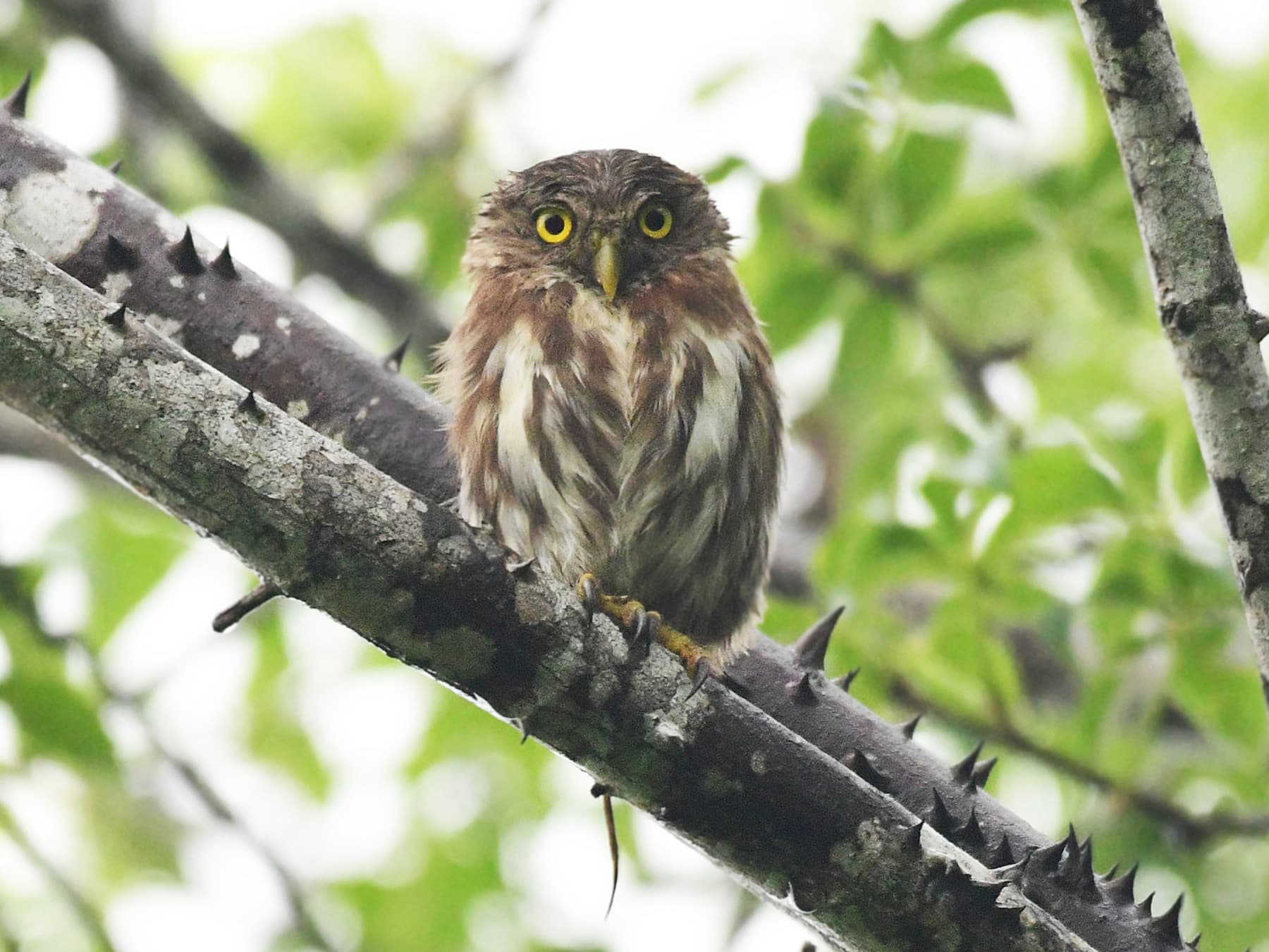 Ferruginous Pygmy-Owl perching on a thorny branch