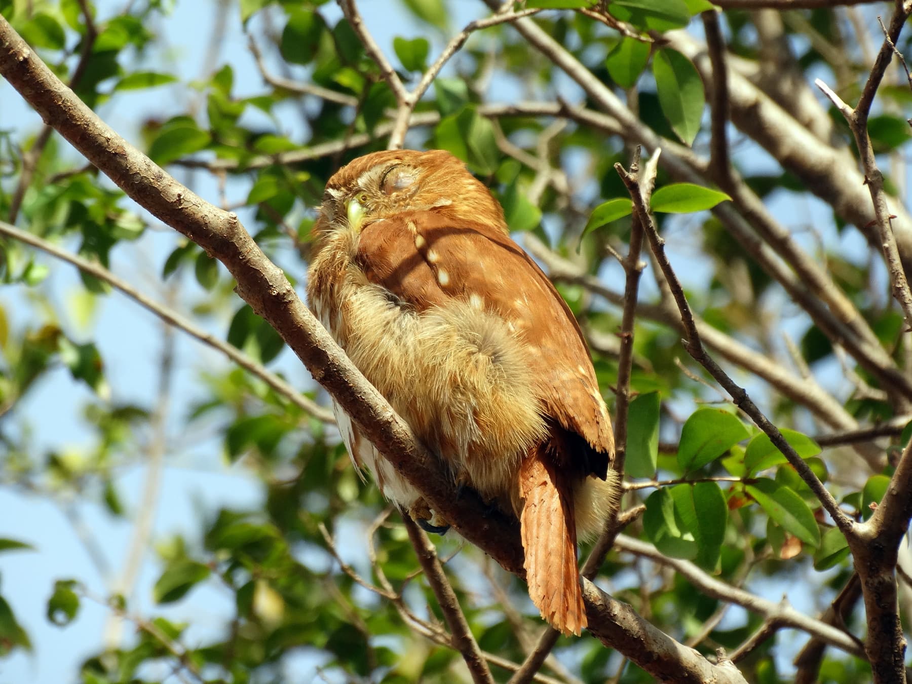 Ferruginous Pygmy-Owl resting high up in a tree
