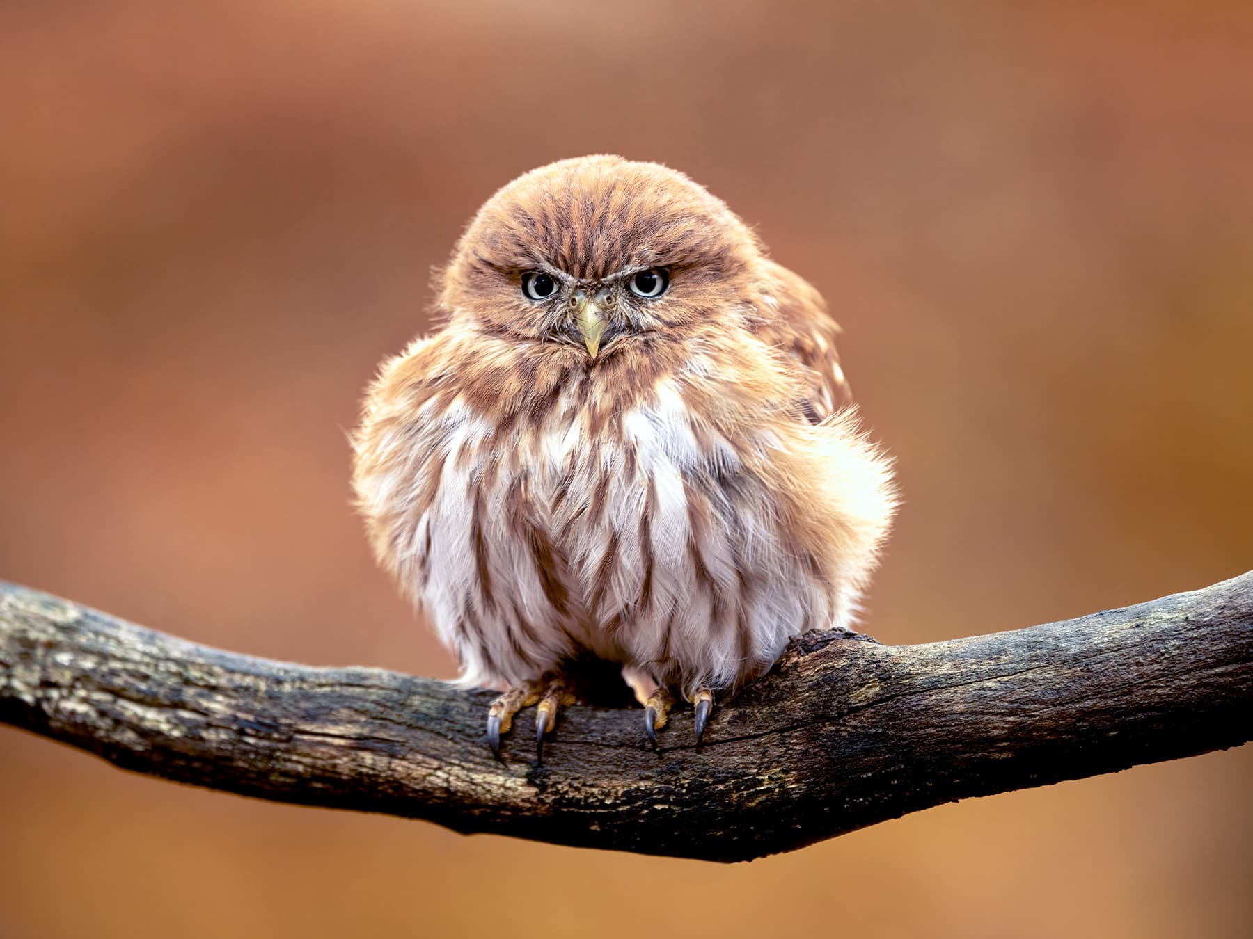 Ferruginous Pygmy-Owl perching on a branch