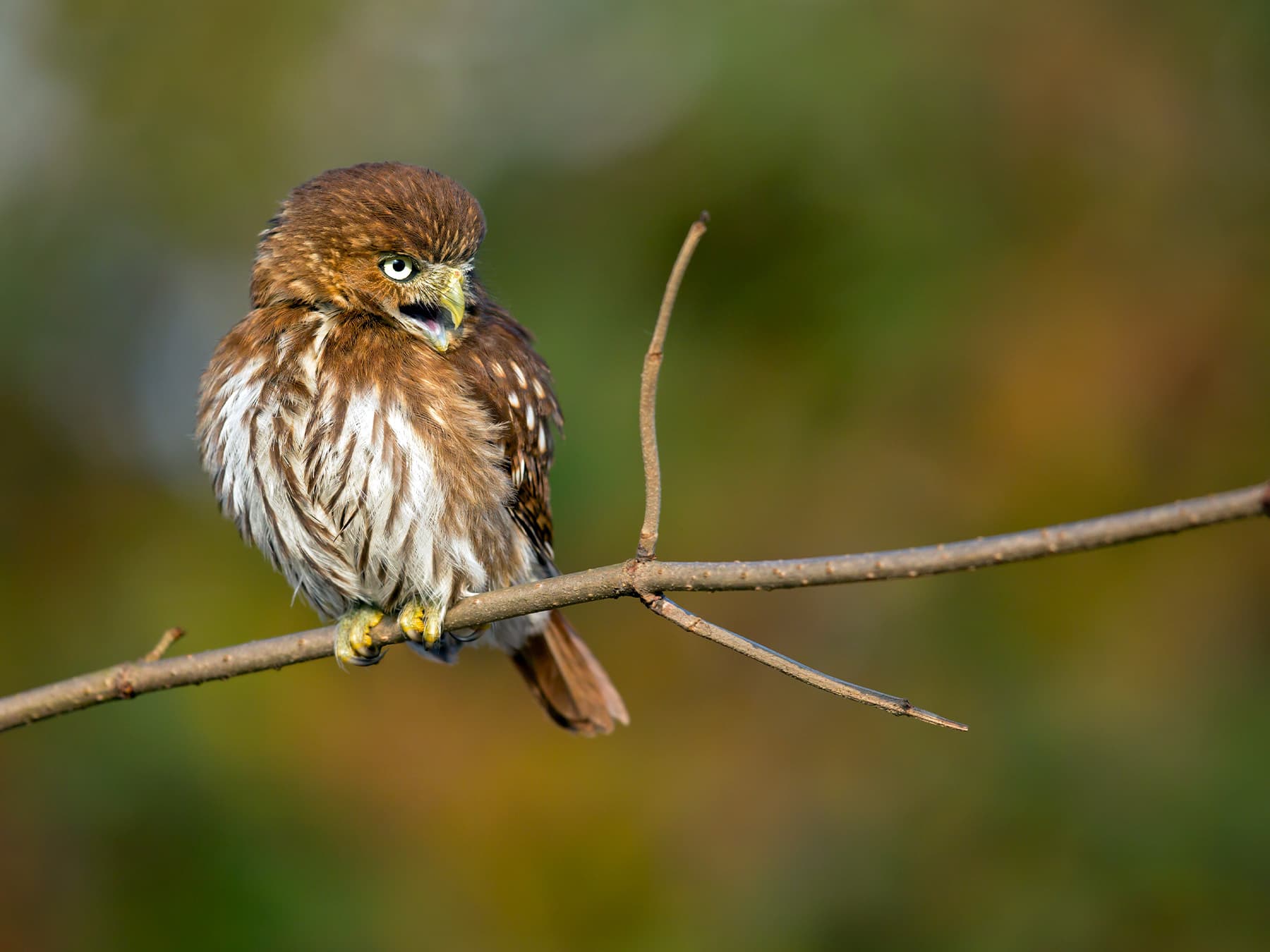 Ferruginous Pygmy-Owl sounding a warning alarm