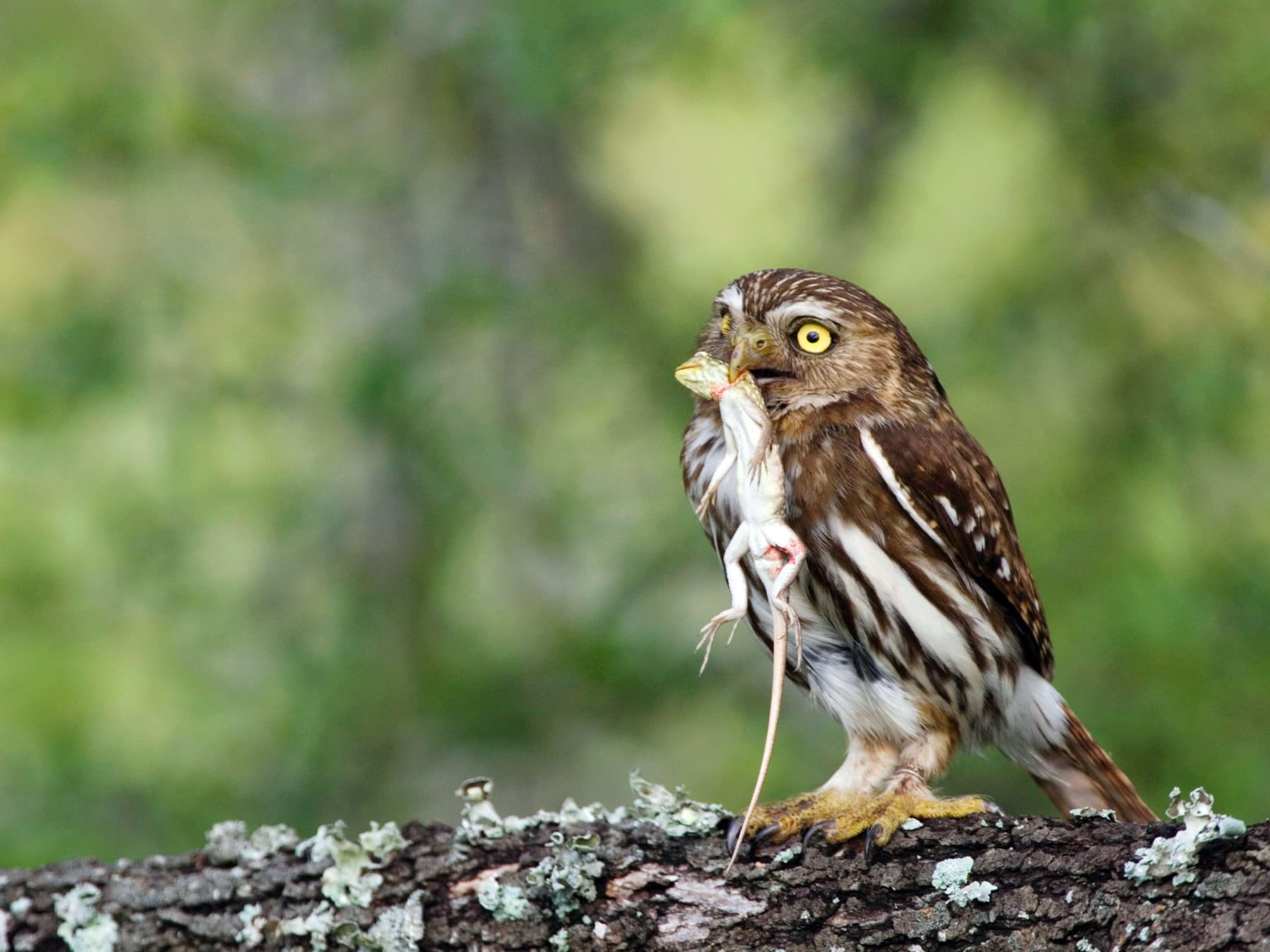 Ferruginous Pygmy-Owl with caught prey