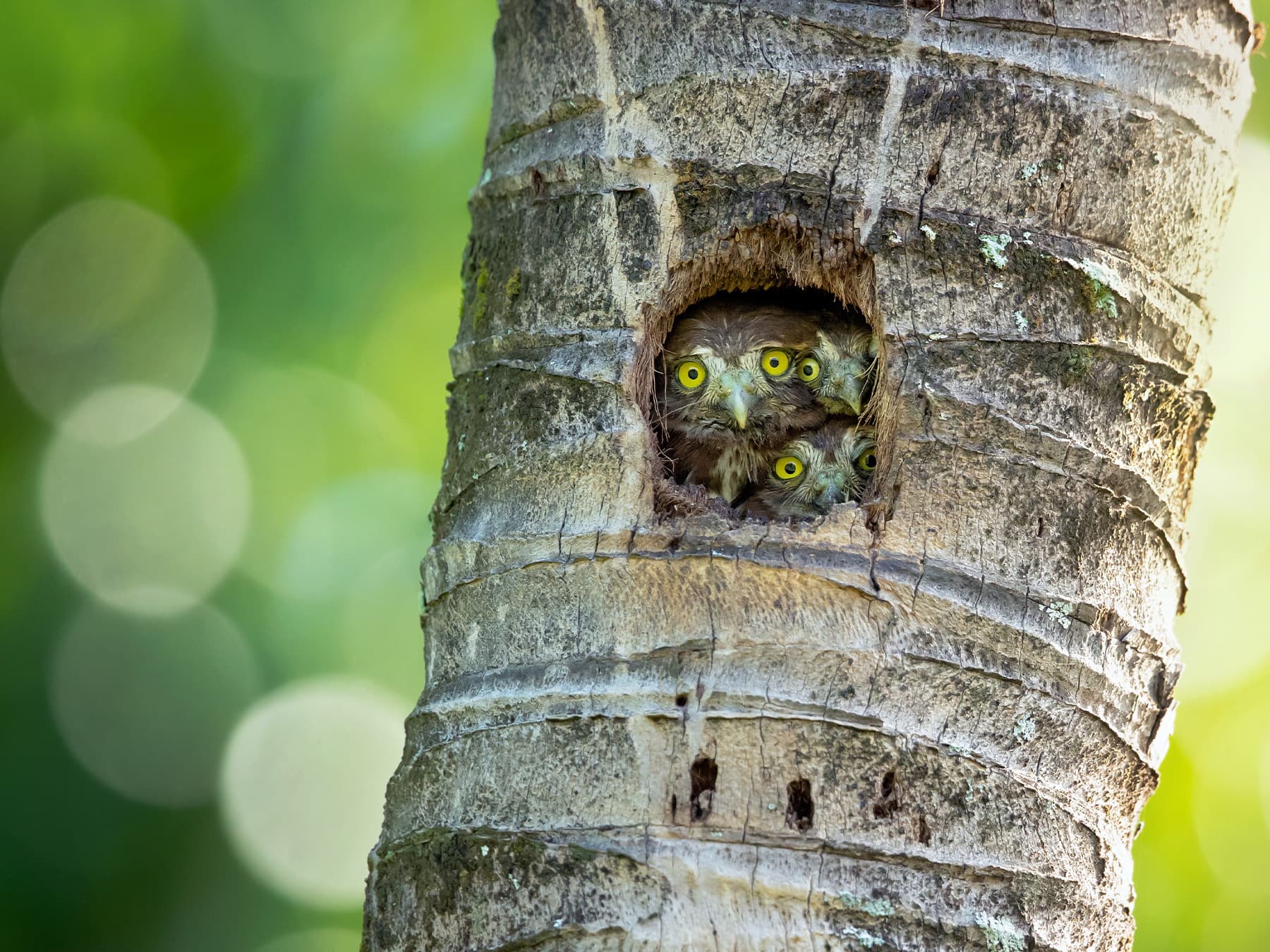 Ferruginous Pygmy-Owlets looking out from their nest hole