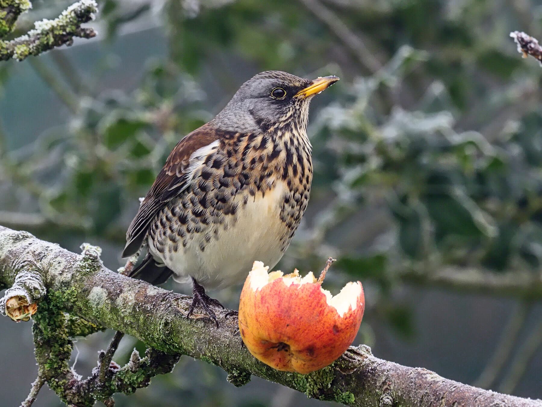 Fieldfare eating an apple