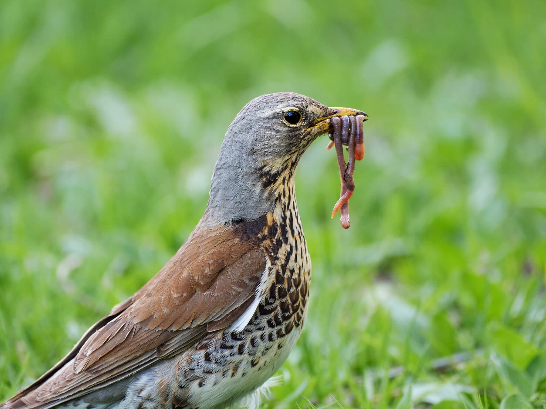 Fieldfare eating worms
