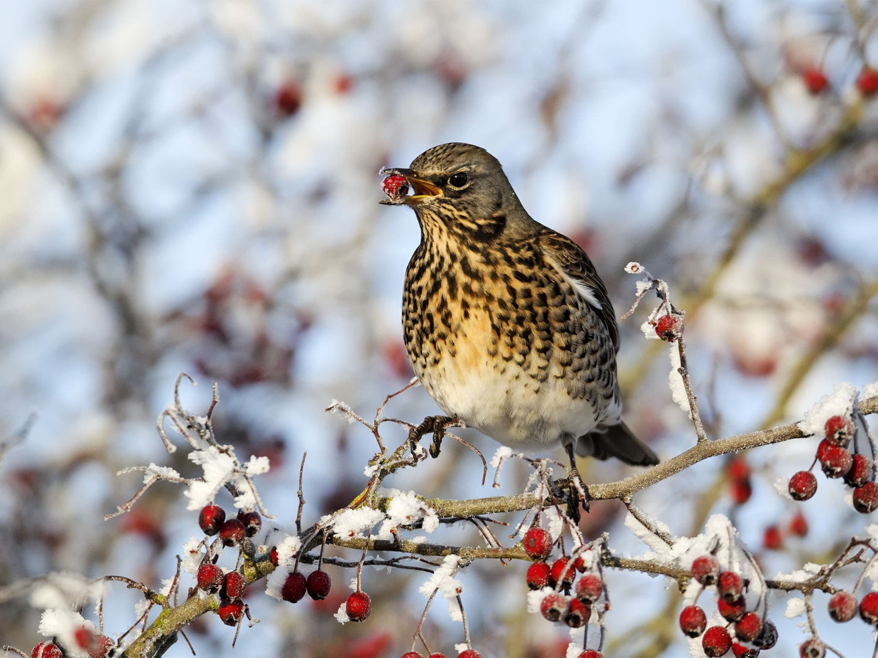 Fieldfare feeding on hawthorn berries