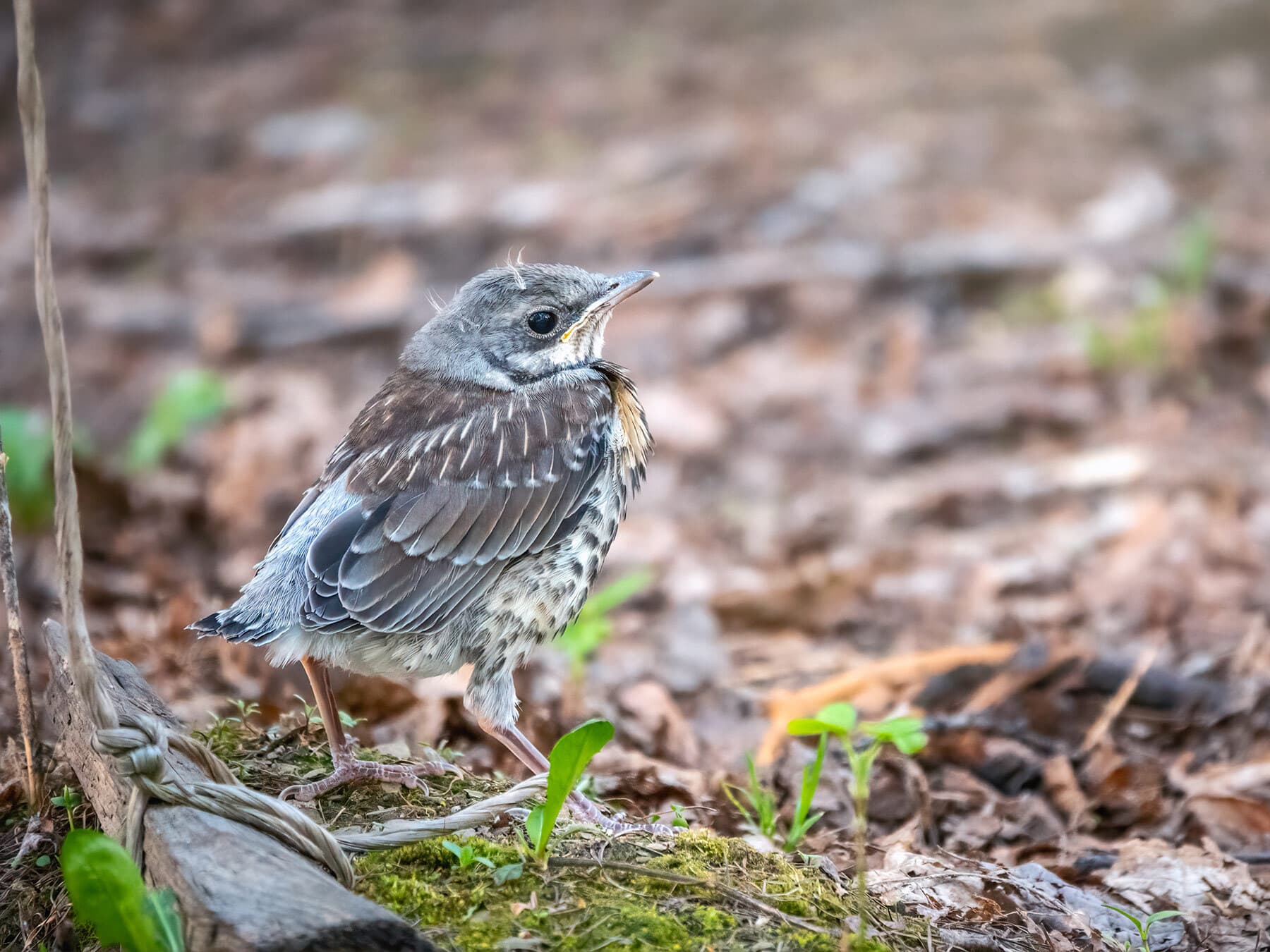 A recently fledged Fieldfare on the ground