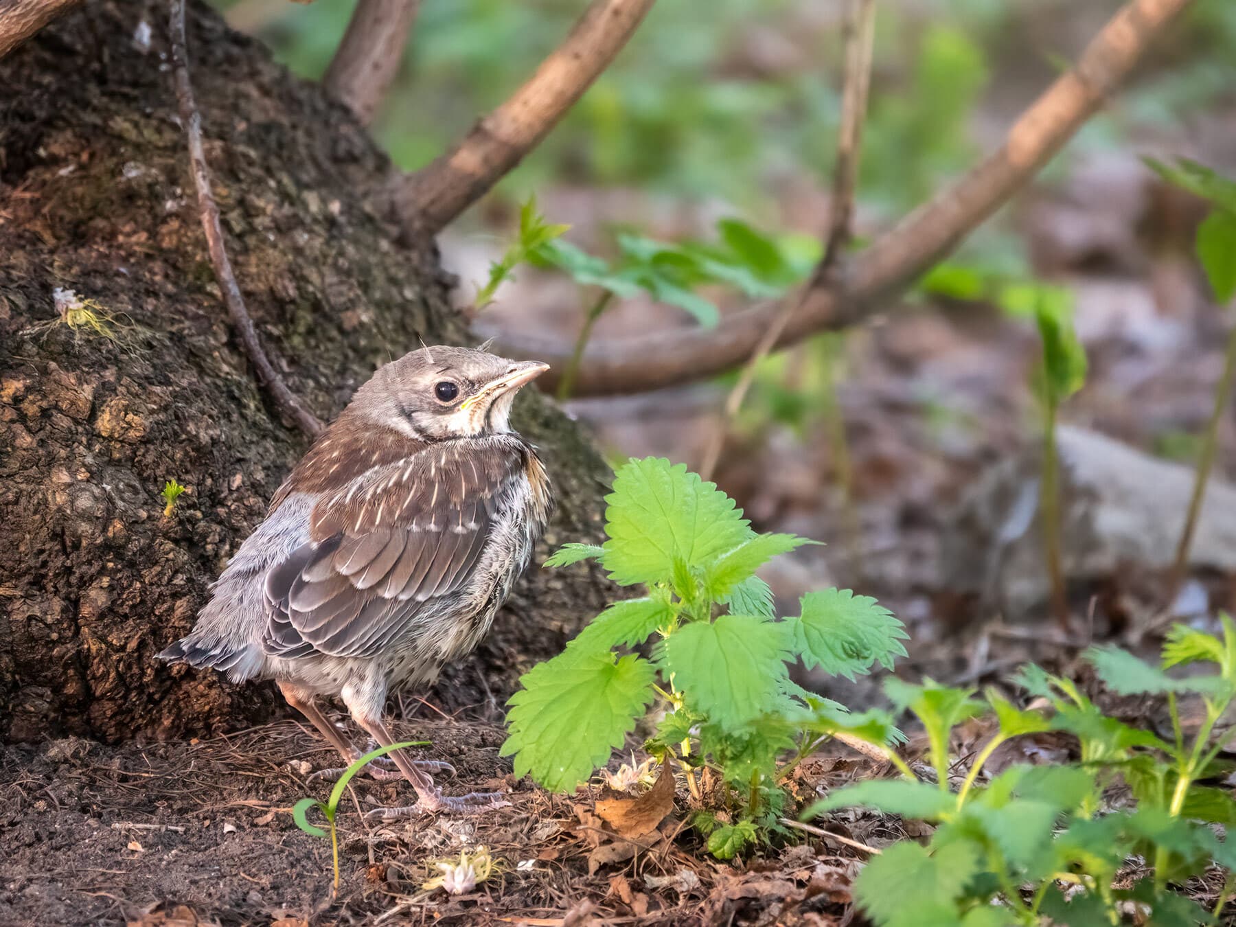 Fieldfare fledgling