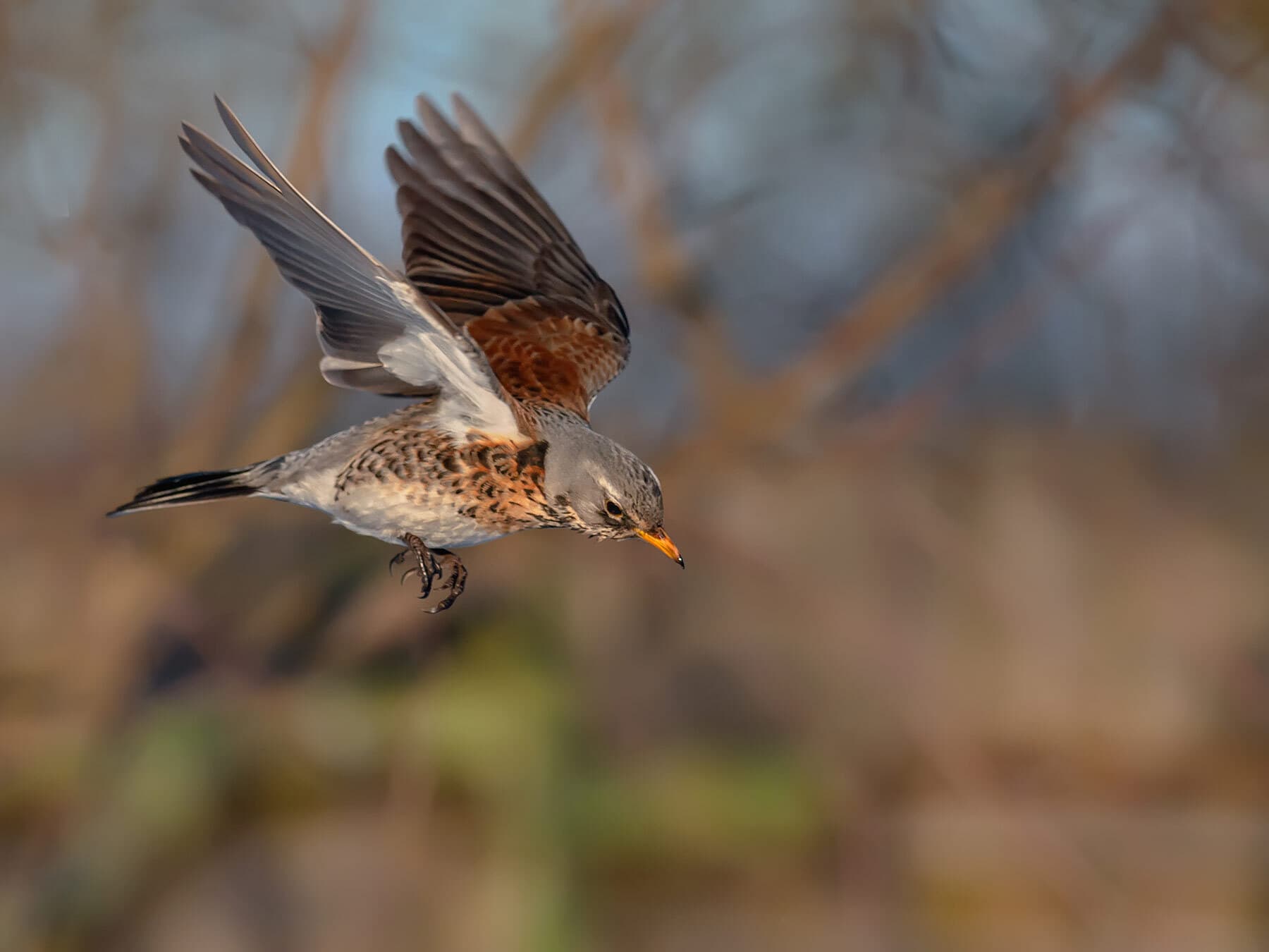 Fieldfare in flight