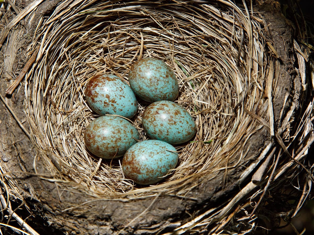 Fieldfare Bird Facts (Turdus pilaris) | Birdfact