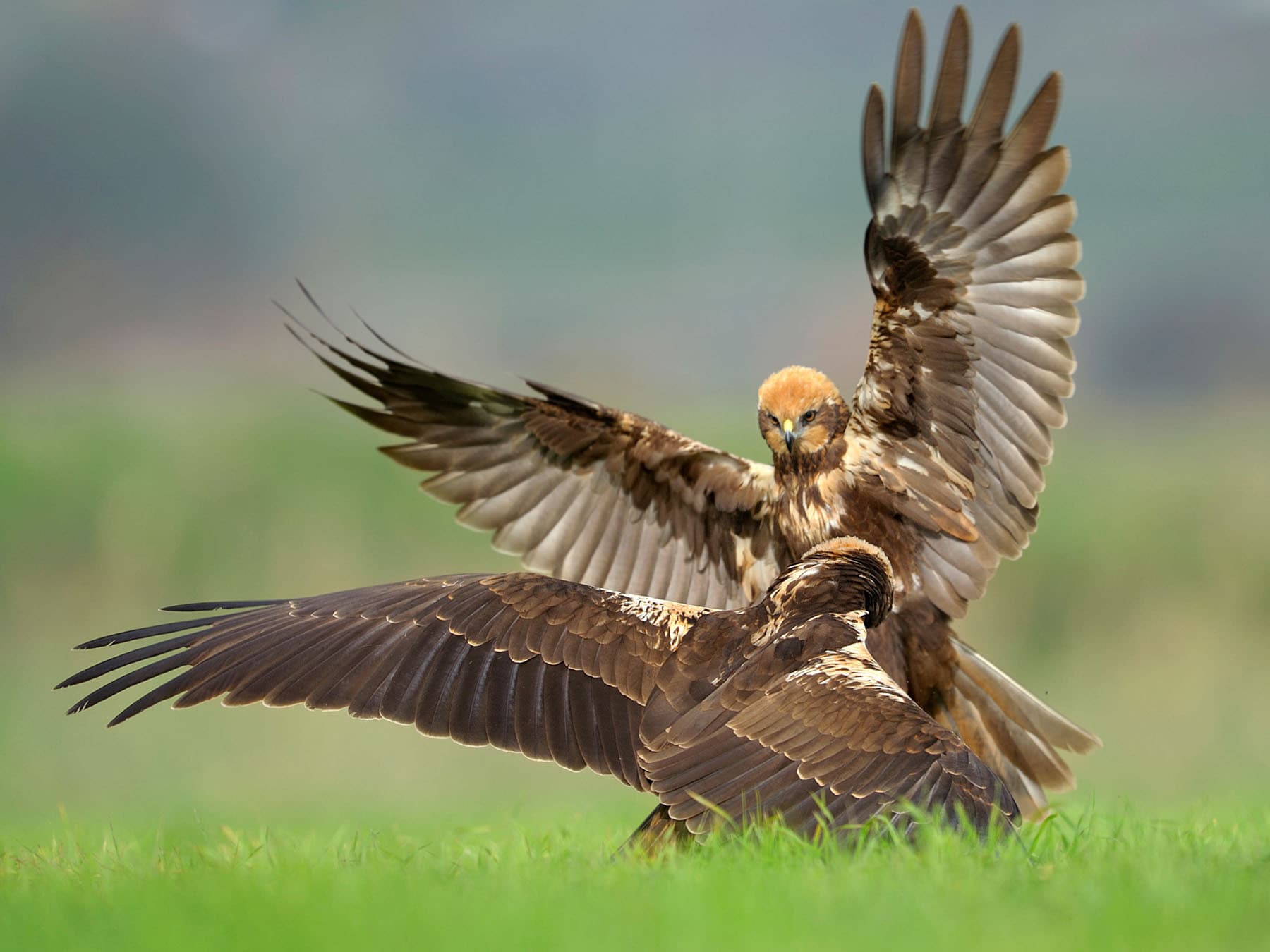 A pair of fighting Marsh Harriers