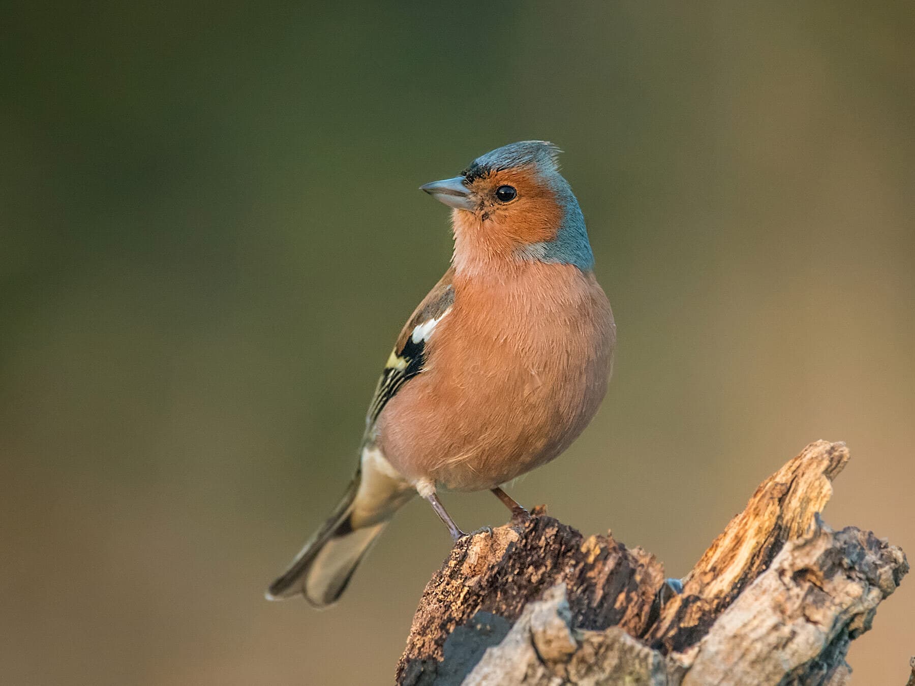 Types of Finches in the UK: Identification Guide