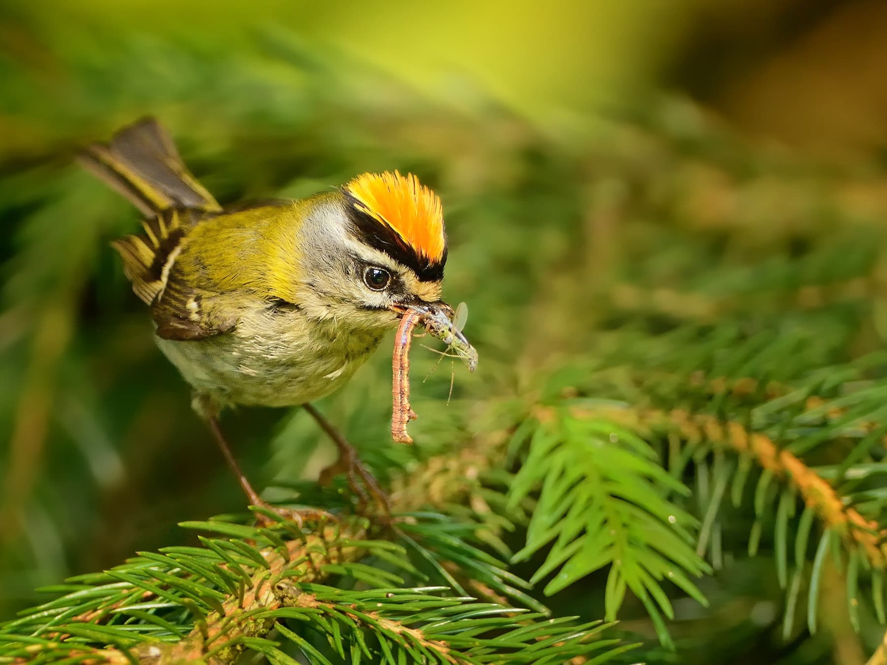 Firecrest feeding on prey